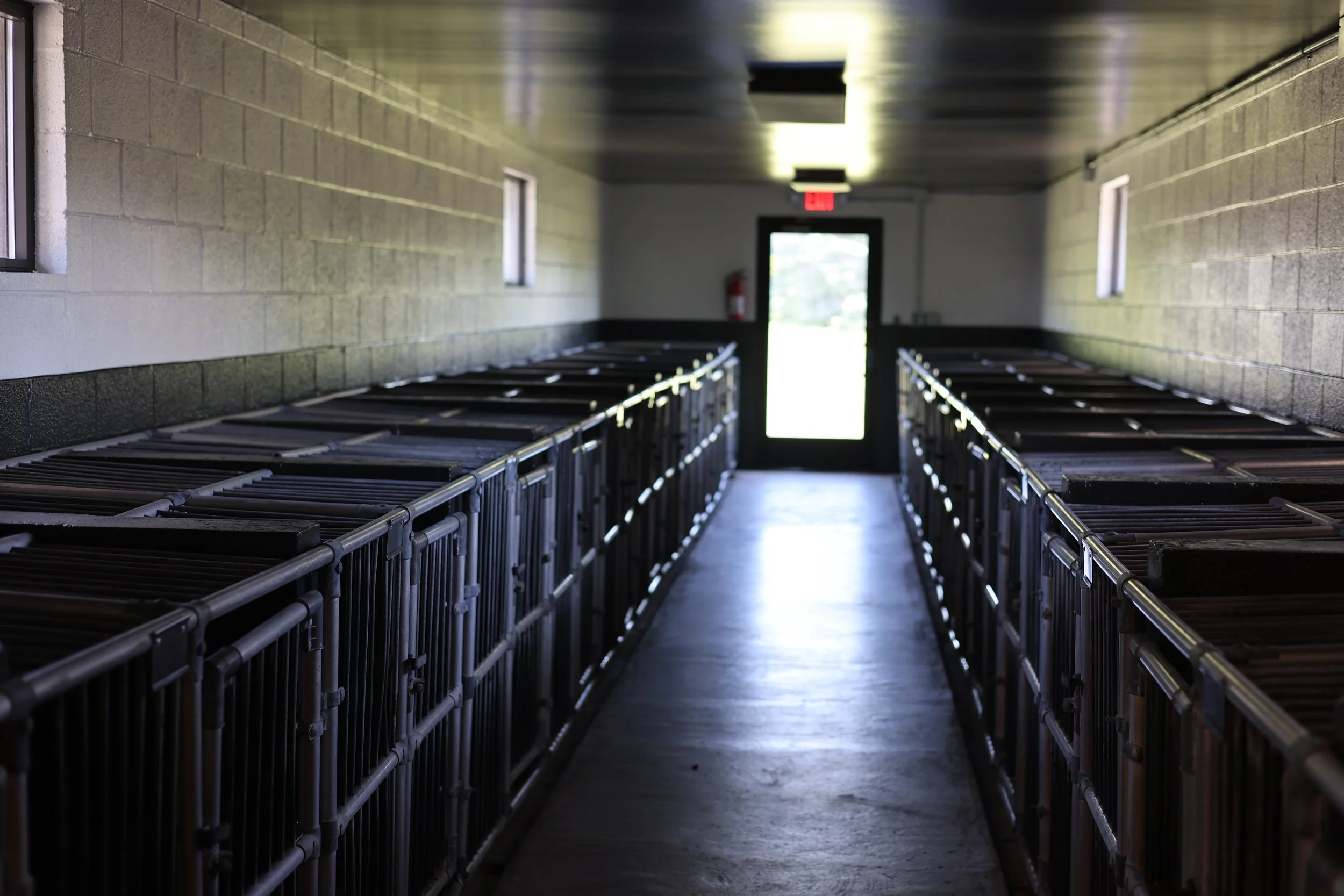Spacious indoor boarding area featuring premium accommodations designed for comfort, cleanliness, and peace of mind.