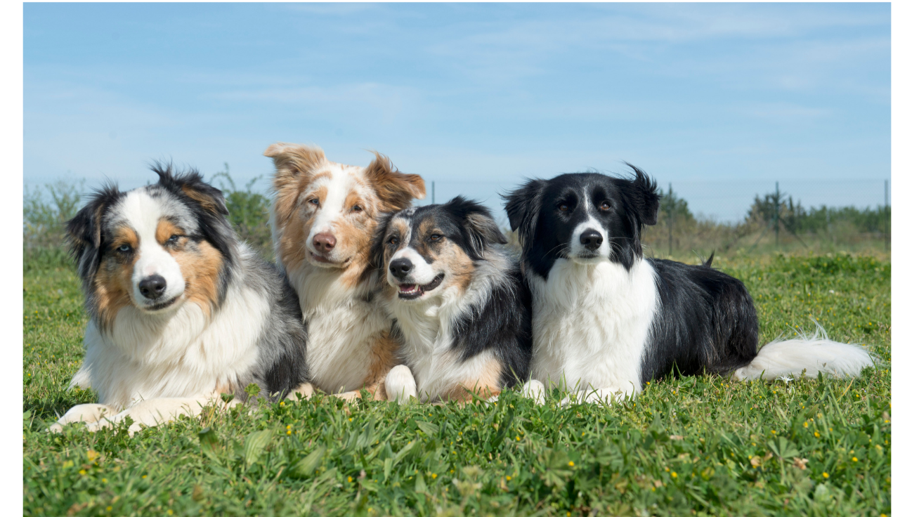 Four Australian Shepherd dogs lying on grass with a blue sky background.