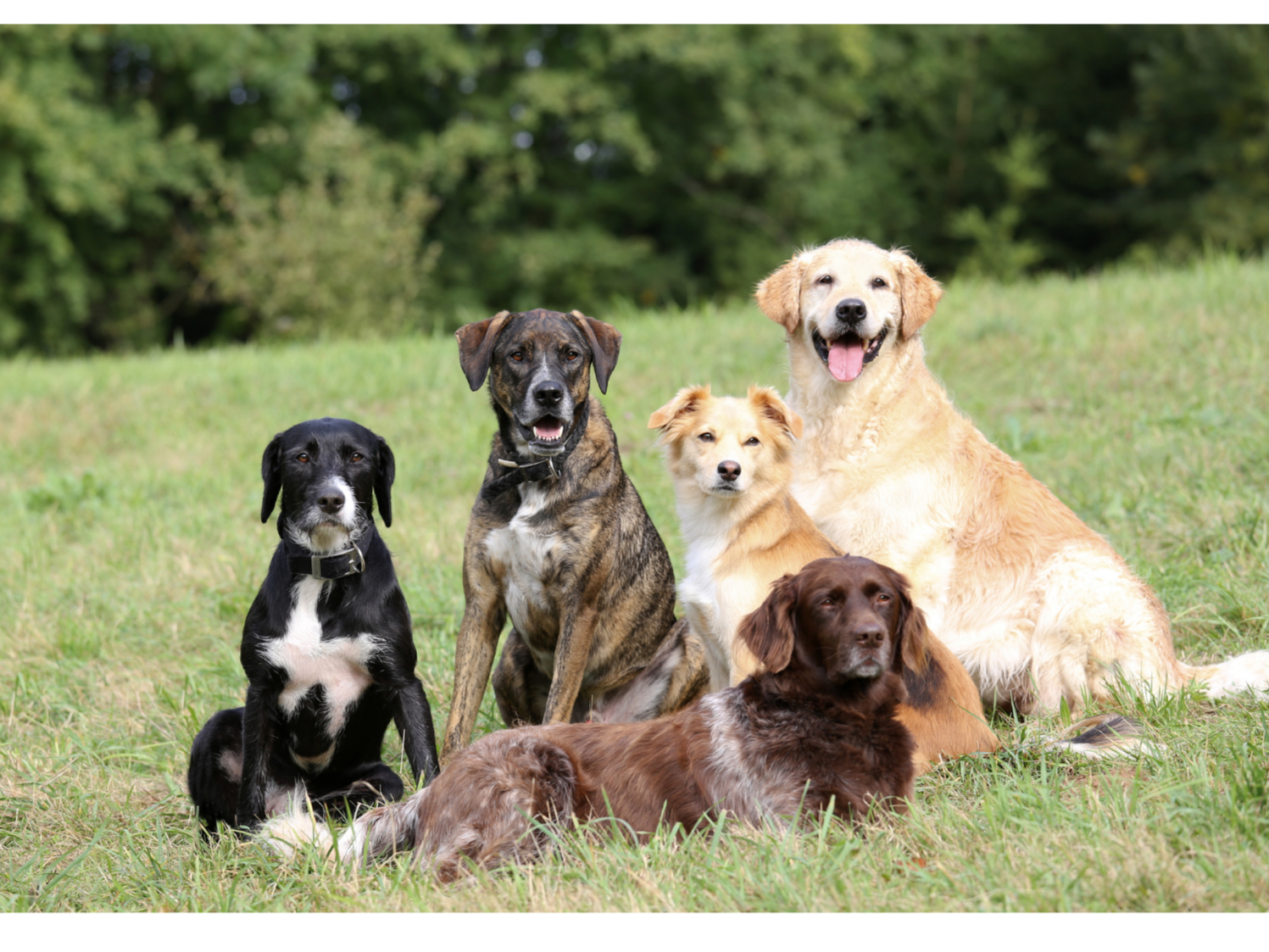 Six dogs of various breeds and sizes sitting on a grassy field with trees in the background.