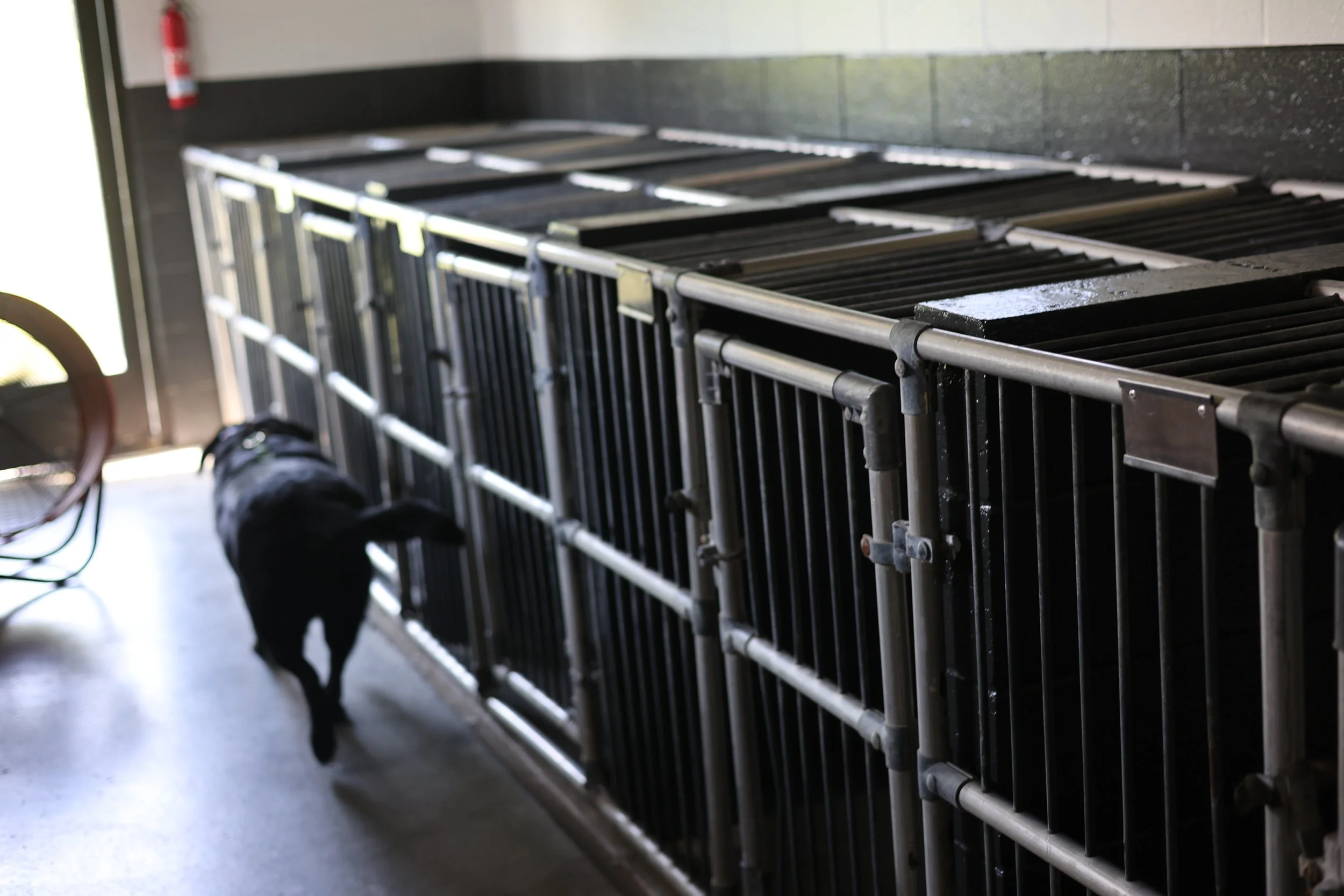 Luxury boarding suites - Premium boarding suites designed to provide a secure, comfortable, and stress-free stay for dogs of all sizes.