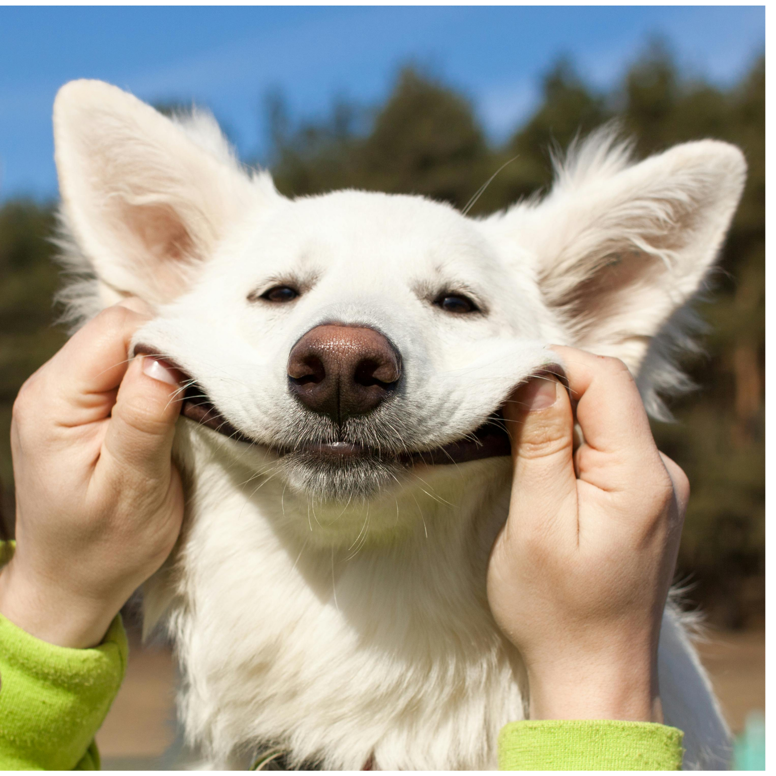Person holding a happy white dog with large ears and black eyes outdoors under blue sky.