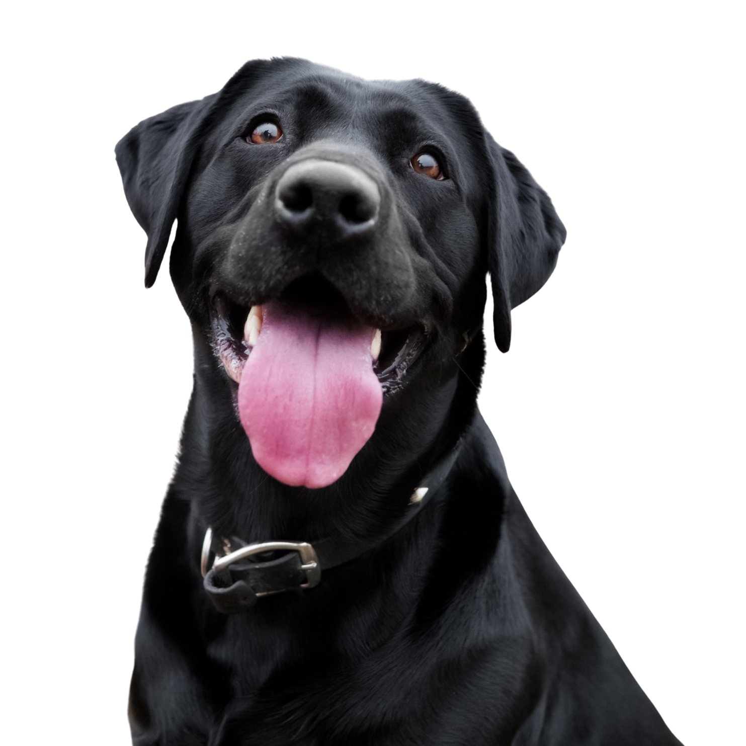Black Lab Dog