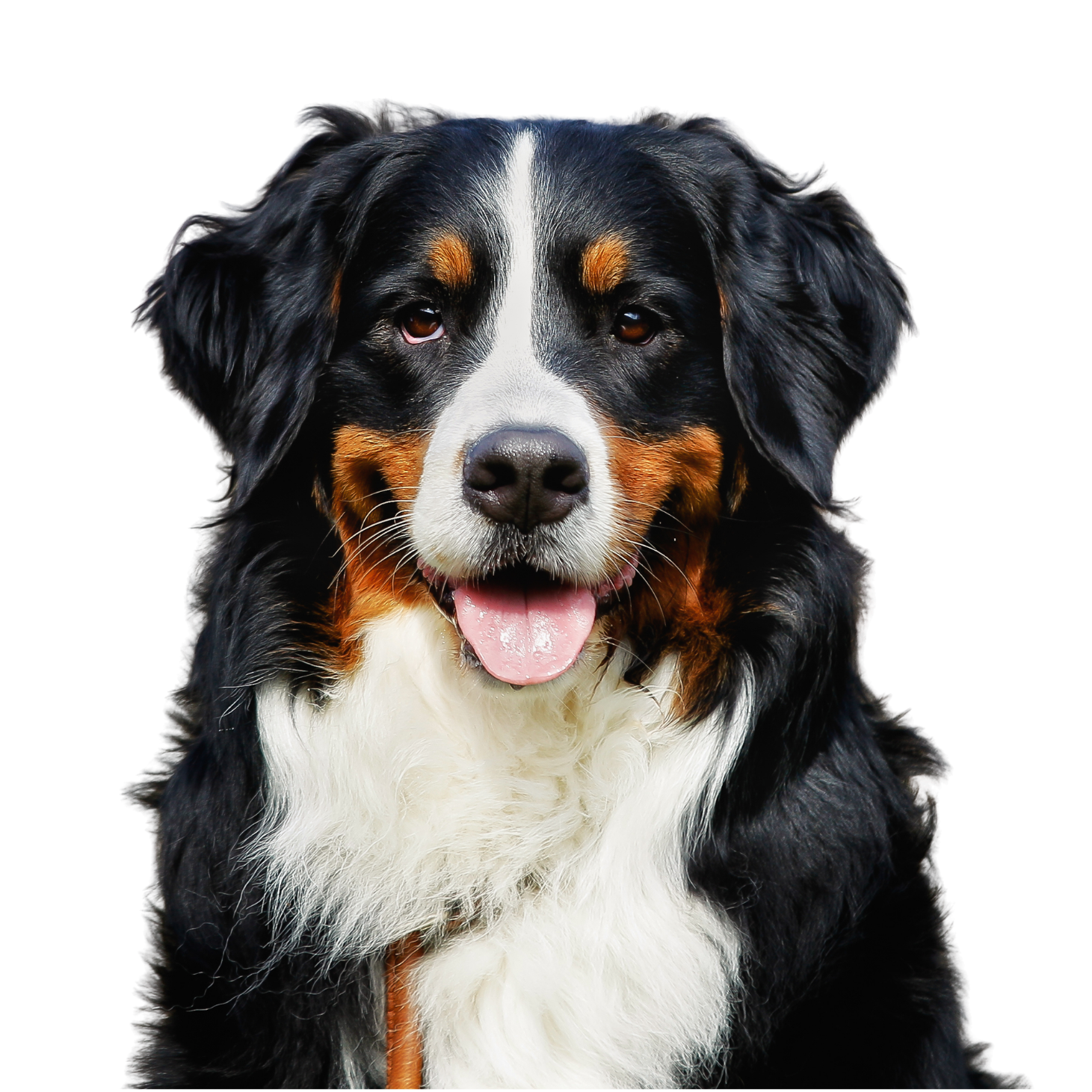 Bernese Mountain Dog