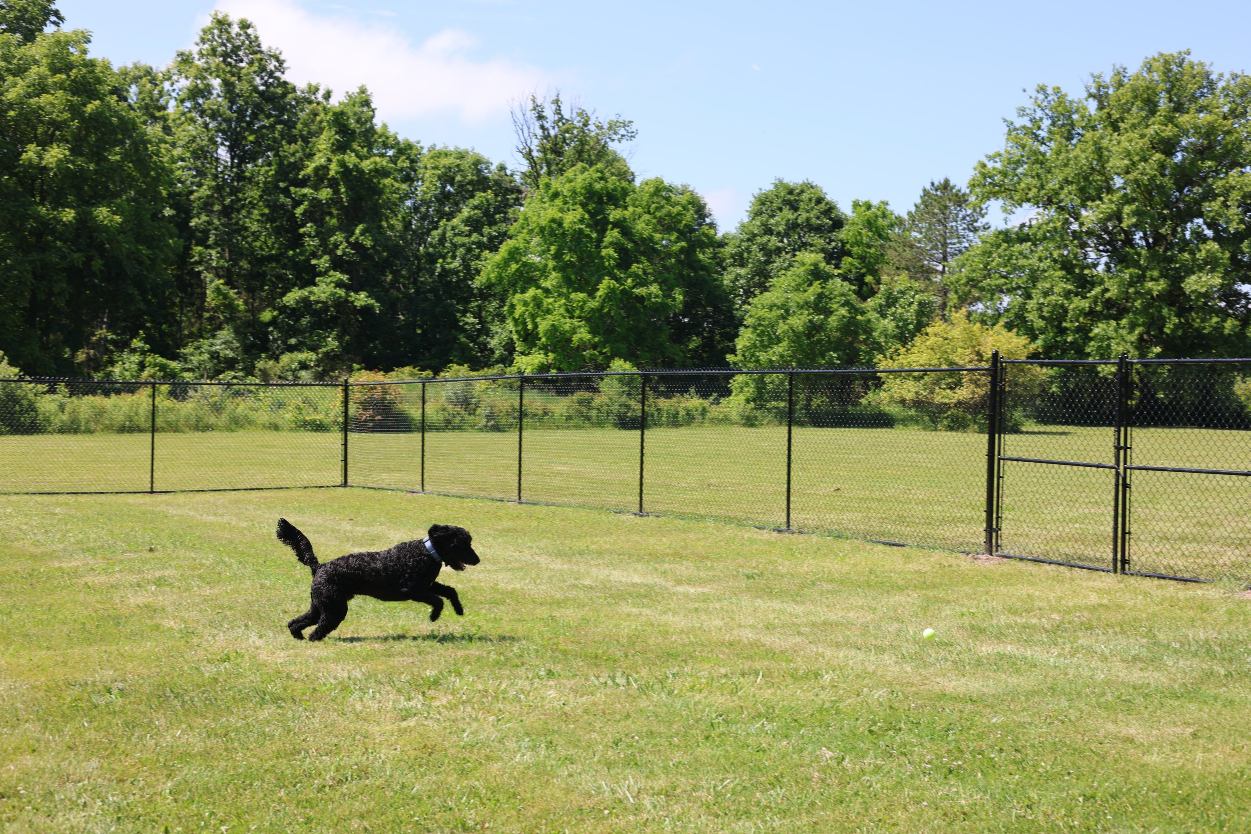 Large play yard - Expansive fenced outdoor play yards provide plenty of room for dogs to run, socialize, and burn off energy safely.