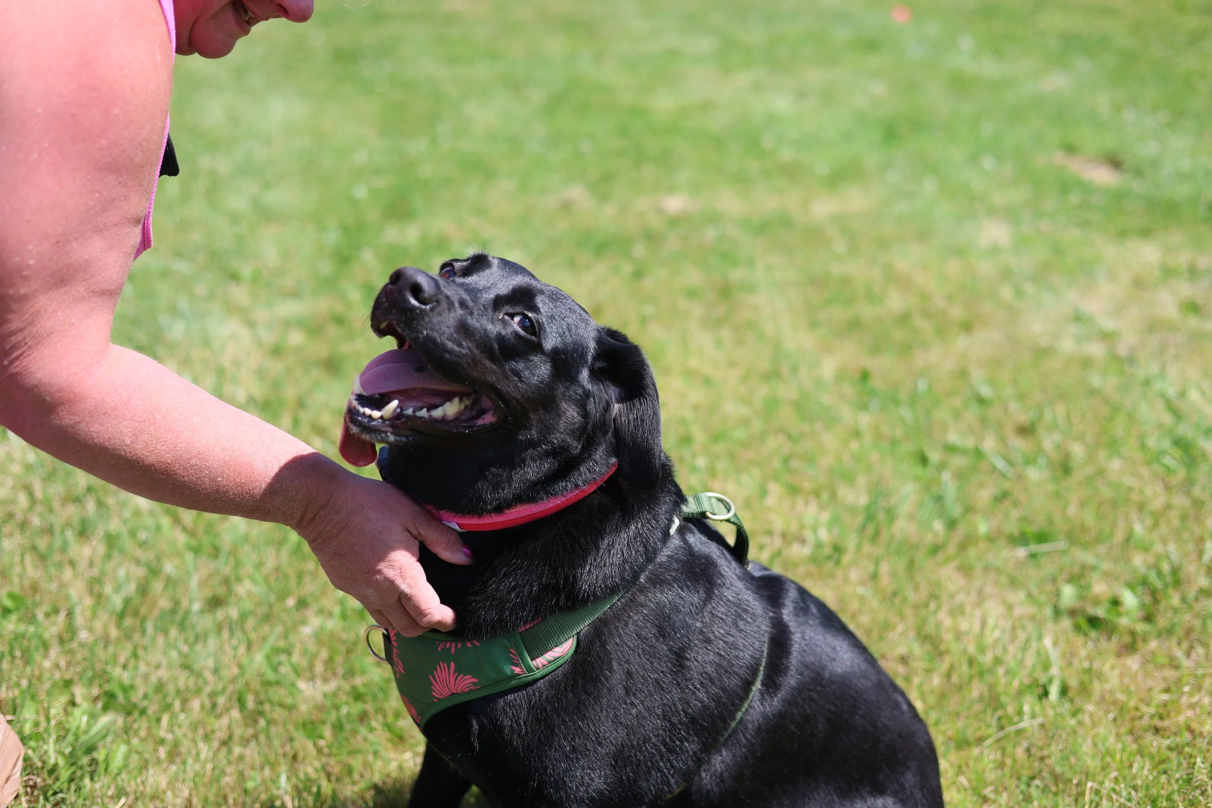 Dog with team member - Our caring staff builds lasting relationship with every guest through personalized attention and compassionate care.
