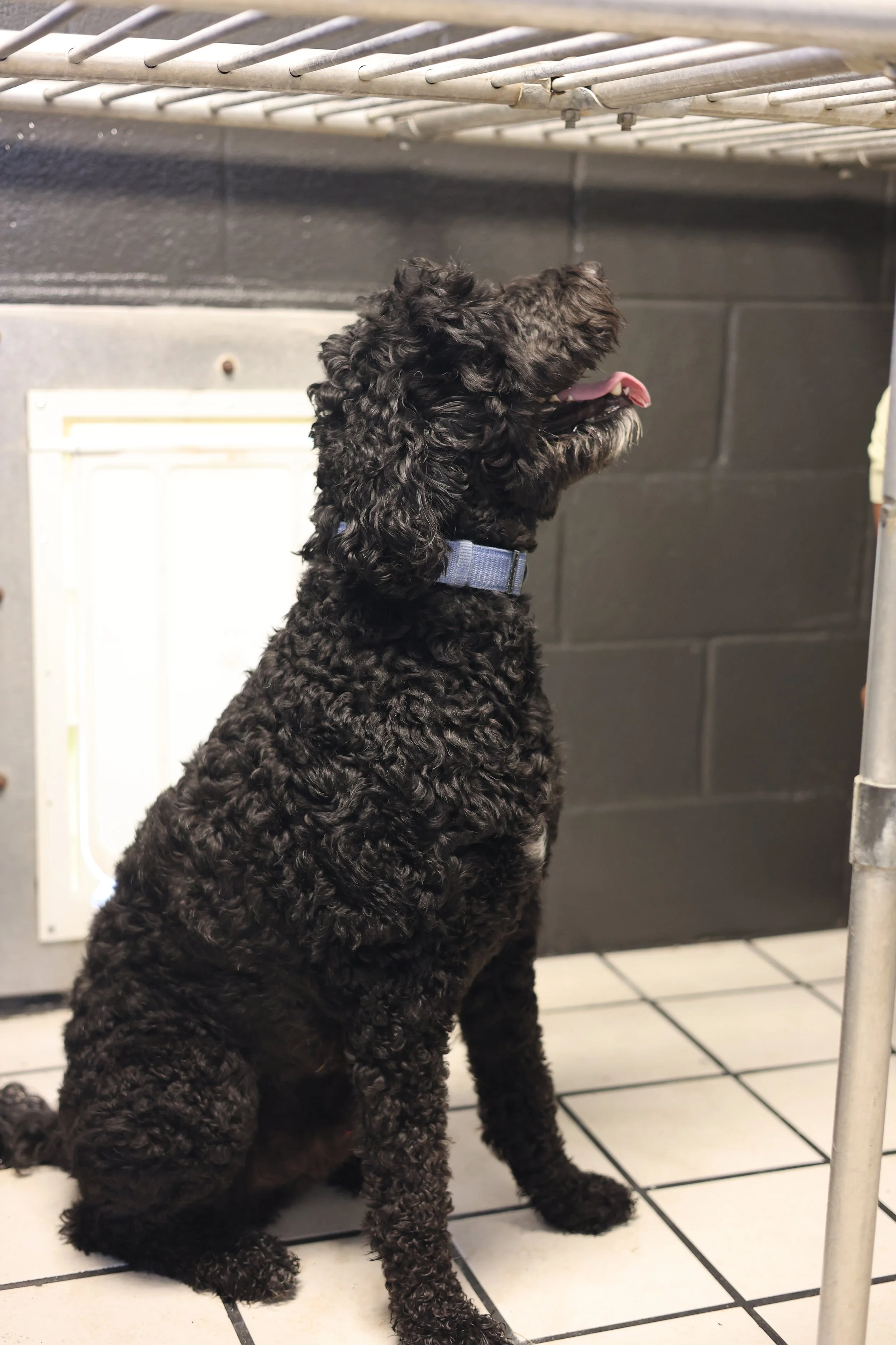 Happy, relaxed dogs receive personalized care, enrichment, and plenty of attention from our team.