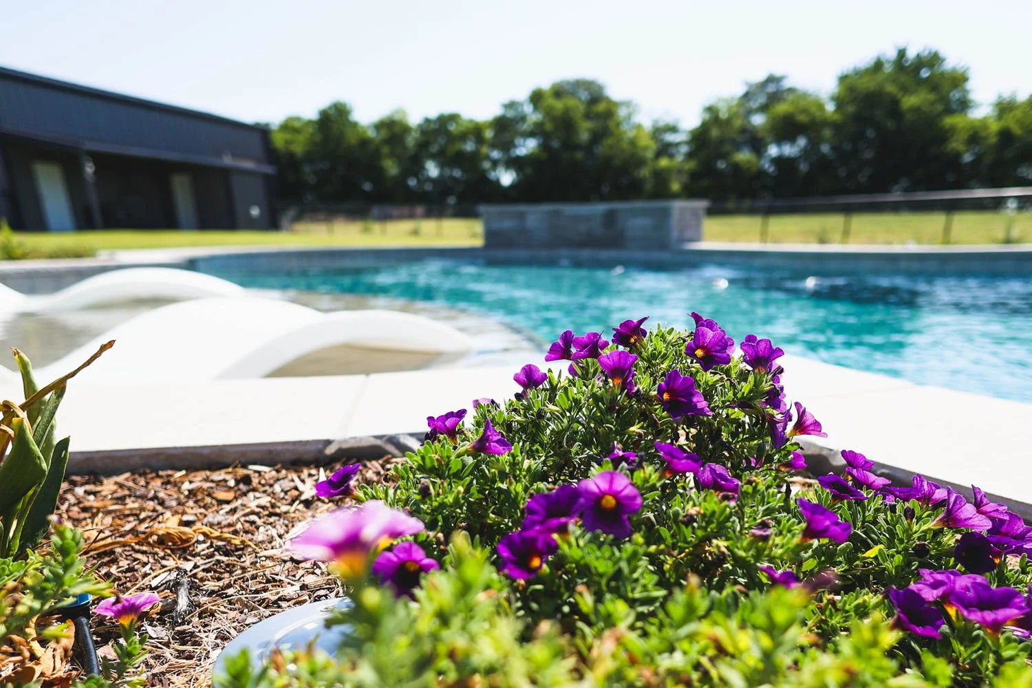 A close-up of vibrant purple flowers blooming in a landscaped bed next to a swimming pool, with white lounge chairs visible in the water.