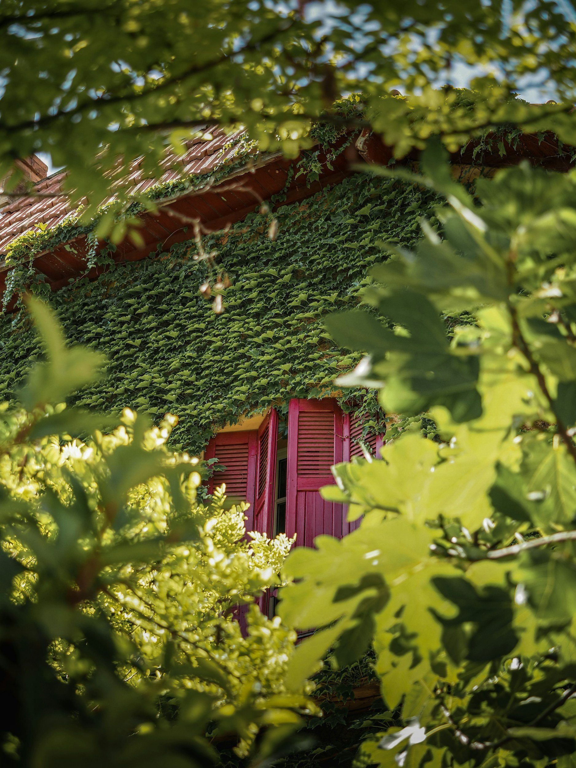 maison en viager provence