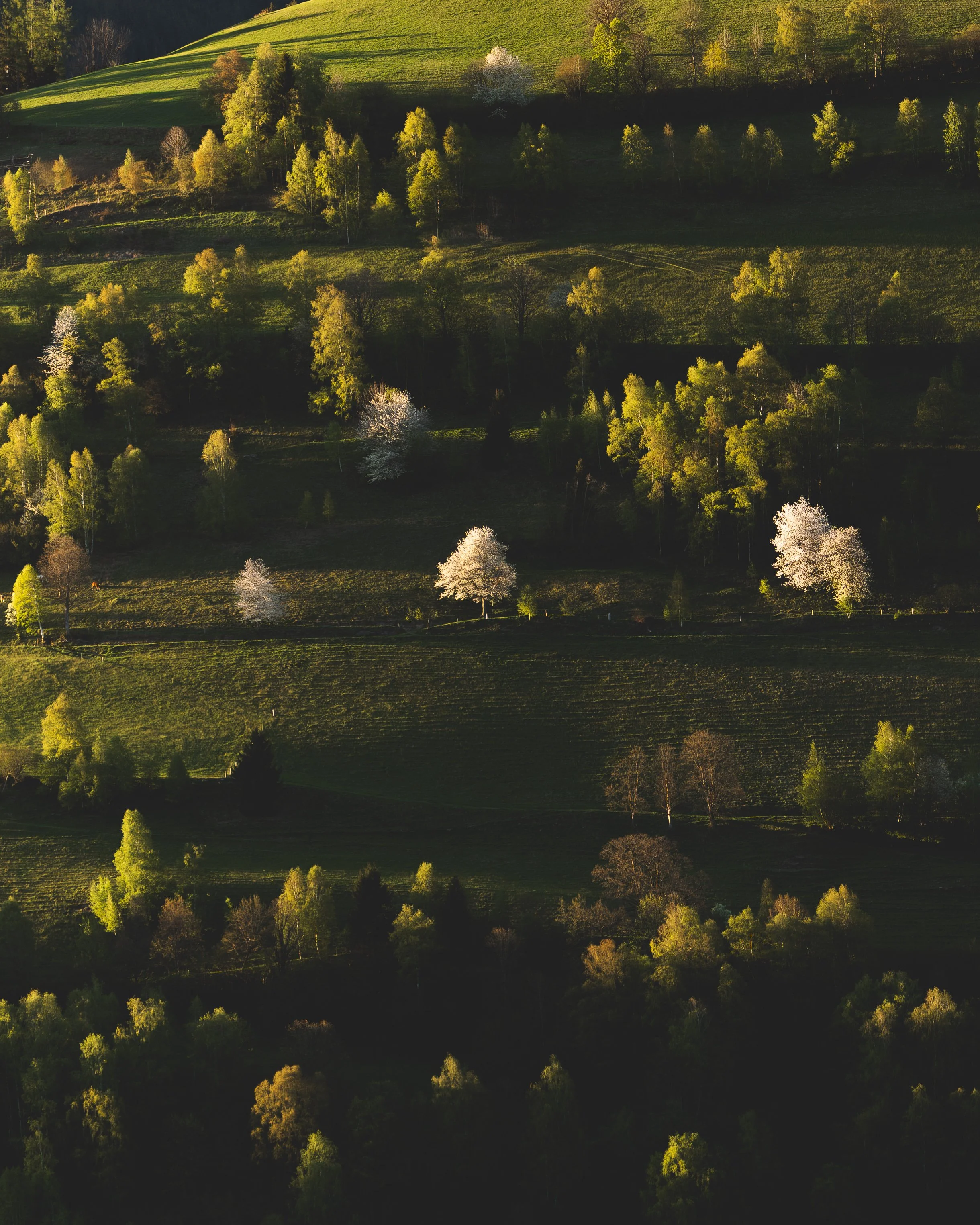 Bäume im Abendlicht