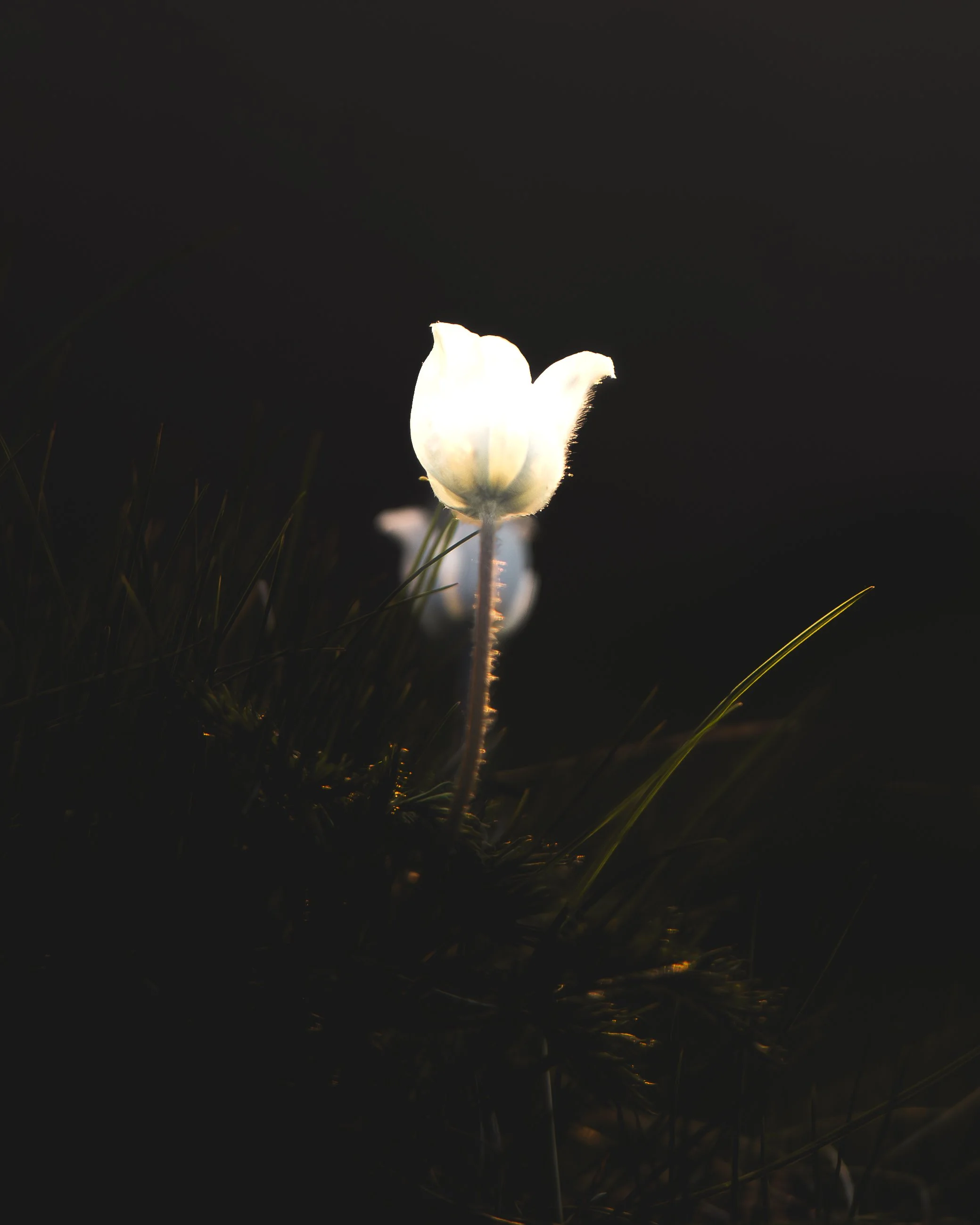 Eine weiße Blume, die im Dunkeln leuchtet, steht auf Gras, im Hintergrund ist ein dunkler Himmel.
