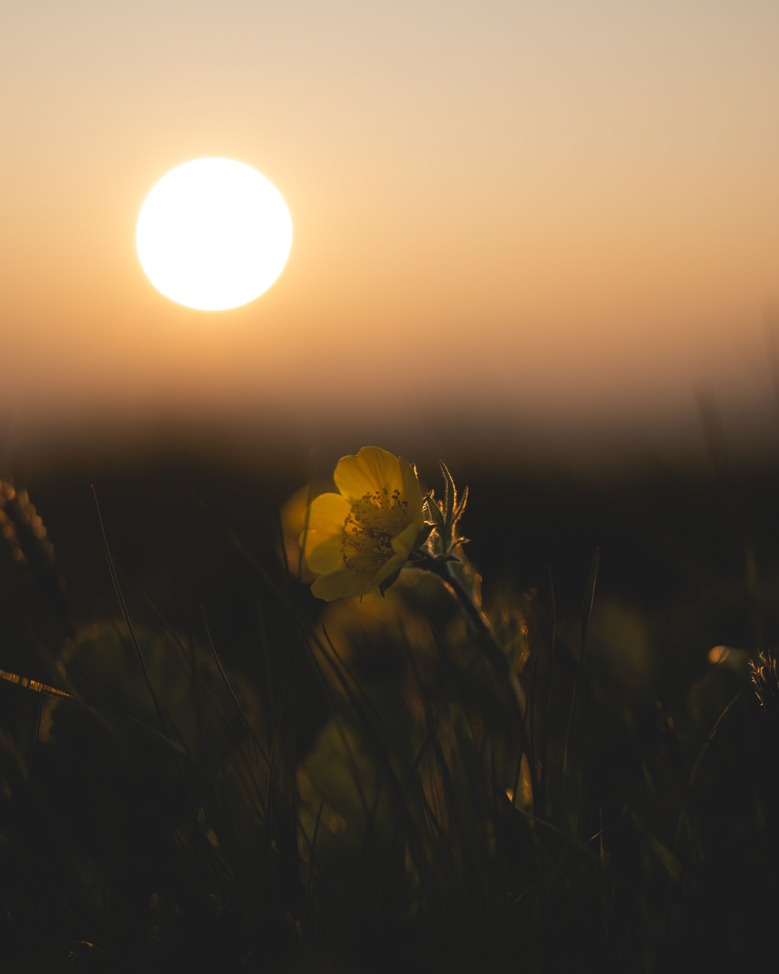 Die Sonne geht über einer Blumenwiese auf, mit gelben Blüten im Vordergrund und einem dunklen Himmel im Hintergrund.