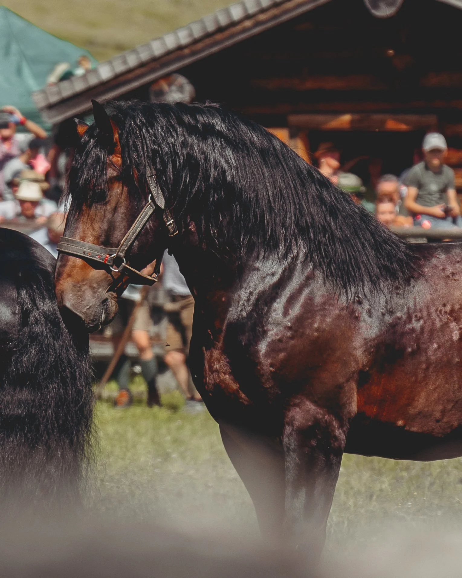 Nahaufnahme eines braunen Pferdes mit schwarzem mane, das in einem Stall oder Reitplatz steht, im Hintergrund sind Menschen und eine Holzstruktur zu sehen.