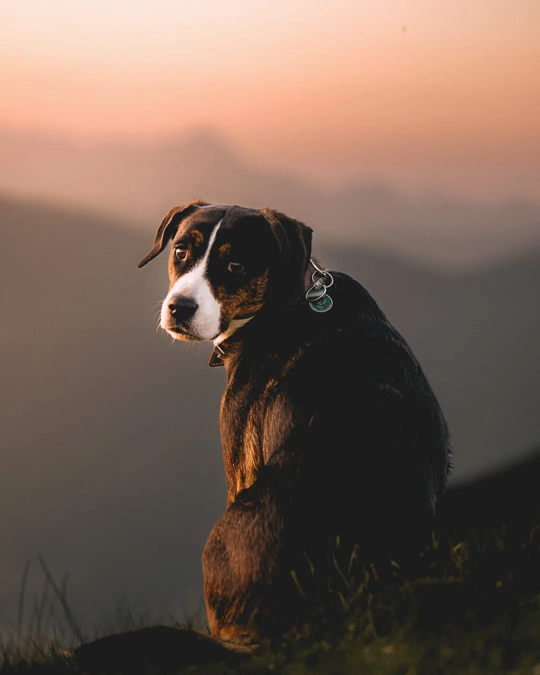 Ein Hund sitzt auf einer Wiese bei Sonnenuntergang, mit einemblick in die Kamera.