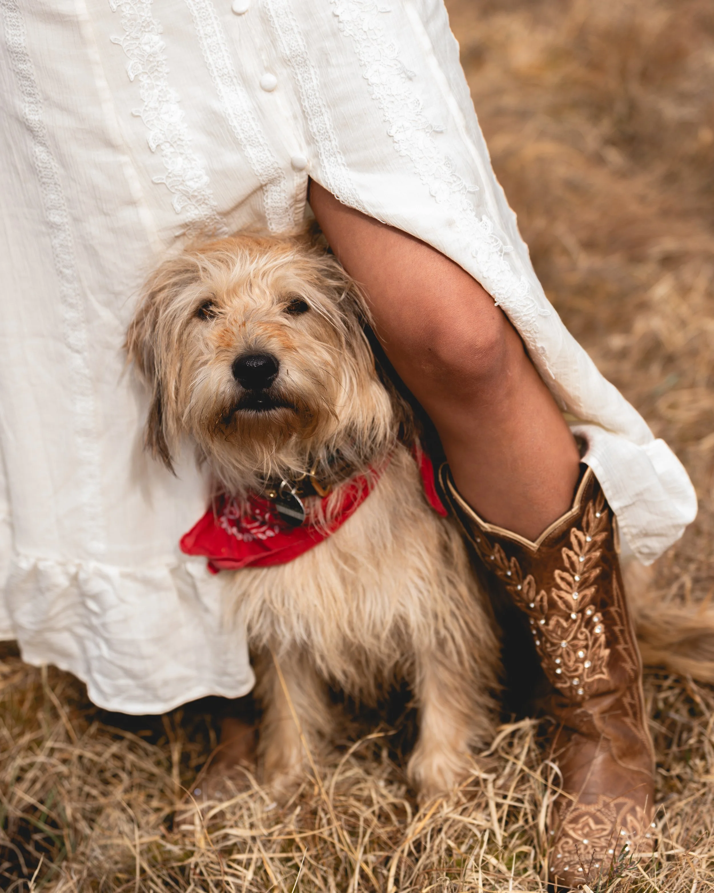 Nahaufnahme eines Labradoodles mit lockigem Fell, der eine rote Hundemütze trägt, neben einem Menschen in traditionellen bayerischen Trachten, in einer ländlichen Umgebung mit trockenem Gras.