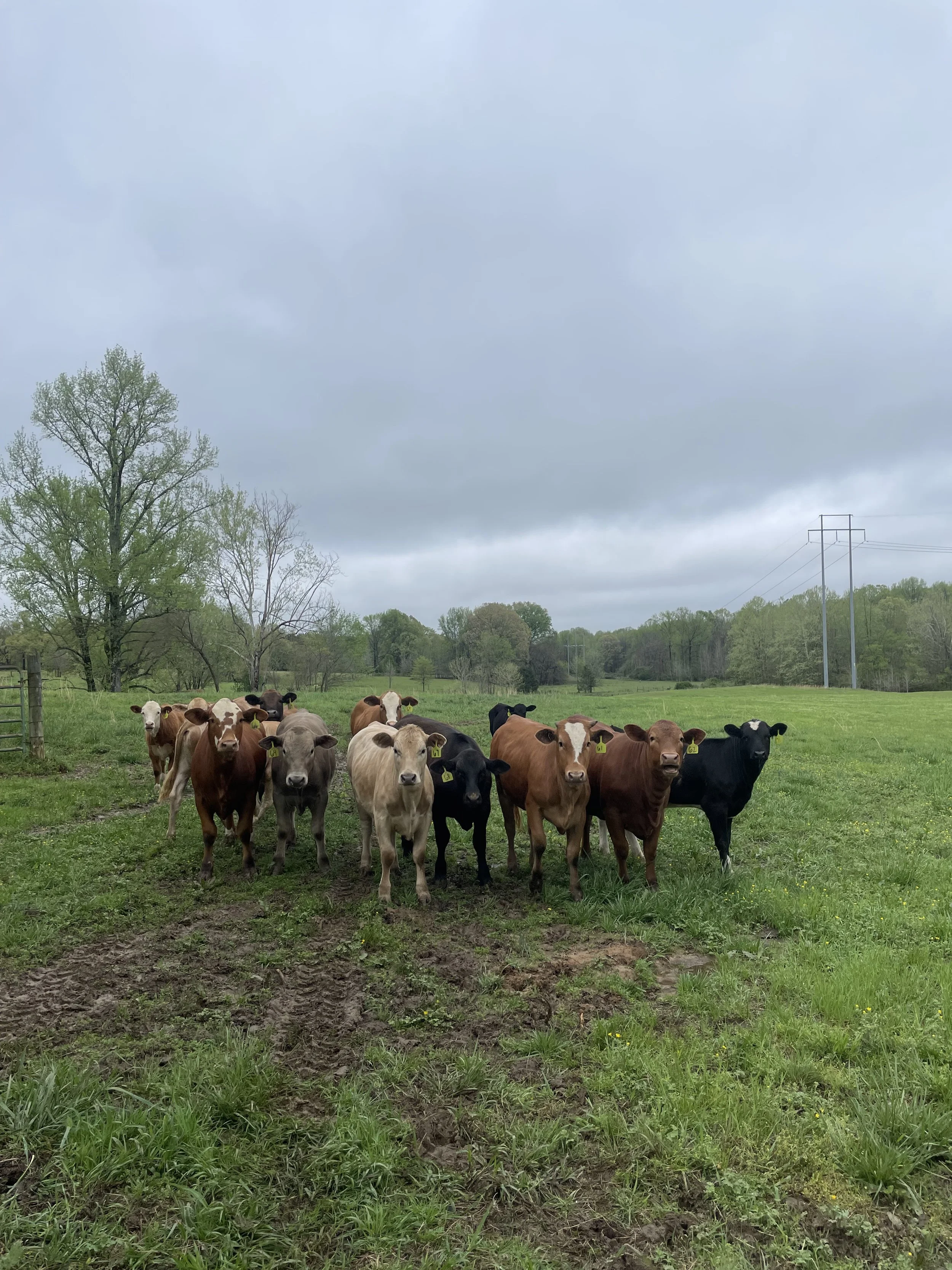 Cebadilla Ranch