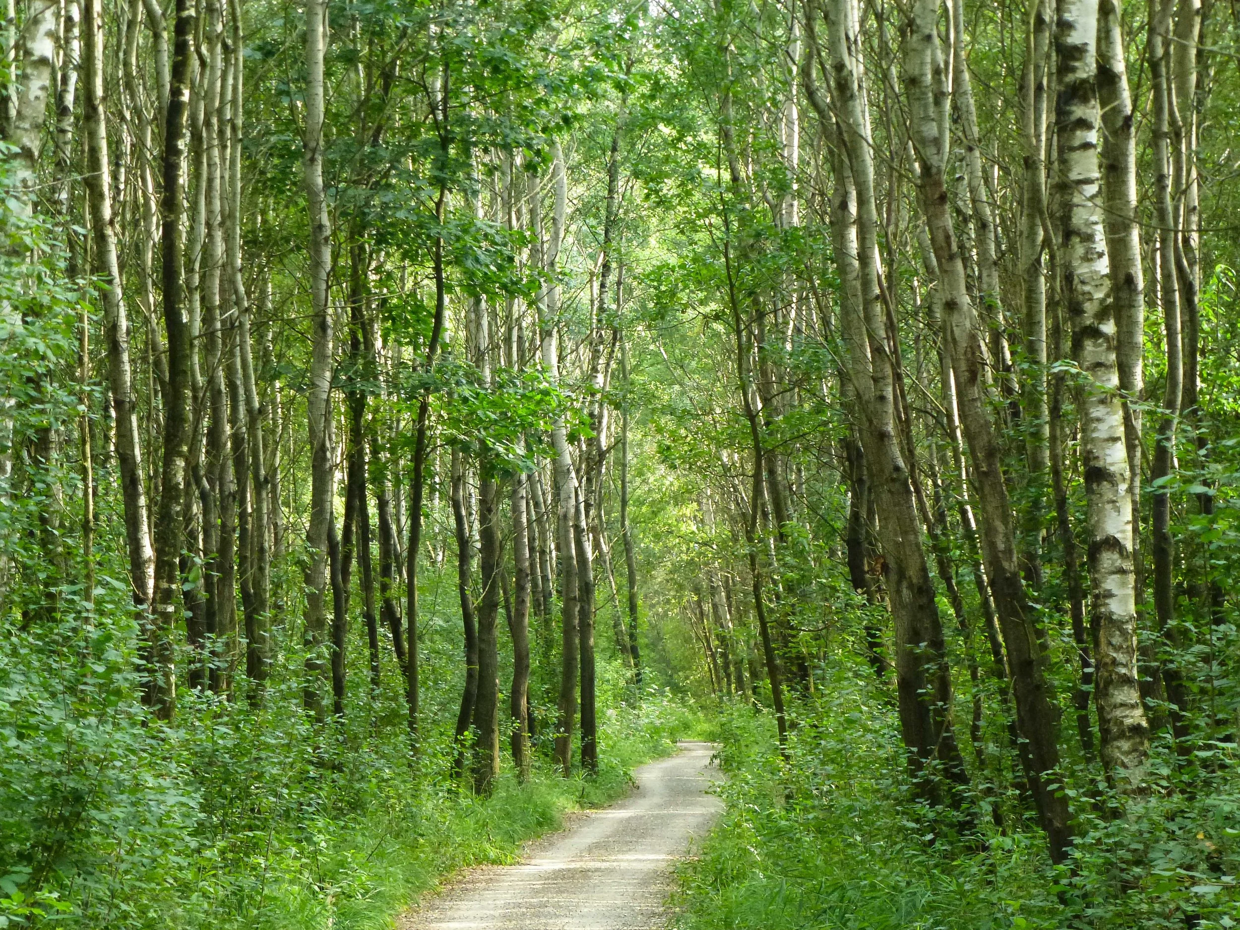 Waldweg zwischen Birken: Imaginäre Körperreisen bei Stress, Krankheit oder Klimaangst