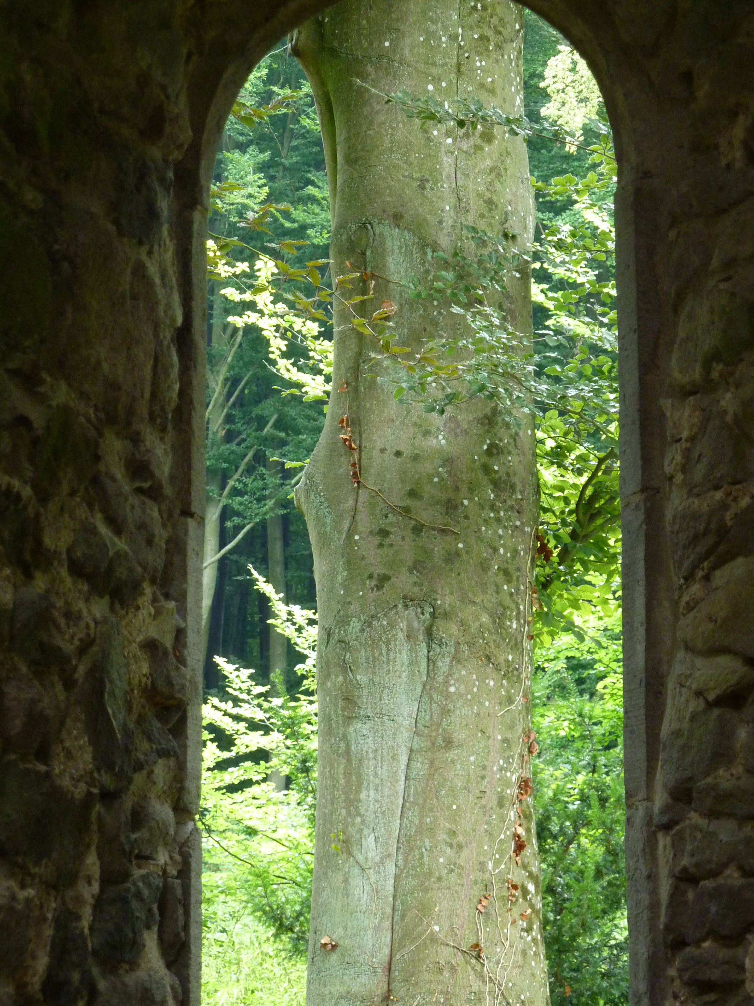 Ein Baum, sichtbar durch einen geschwungenen Steinguss, in einem grünen Wald