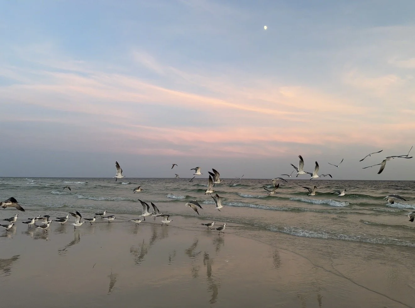 Seagulls take flight over gentle ocean waves at sunset, beneath a soft pink and blue sky with the moon visible above the water.