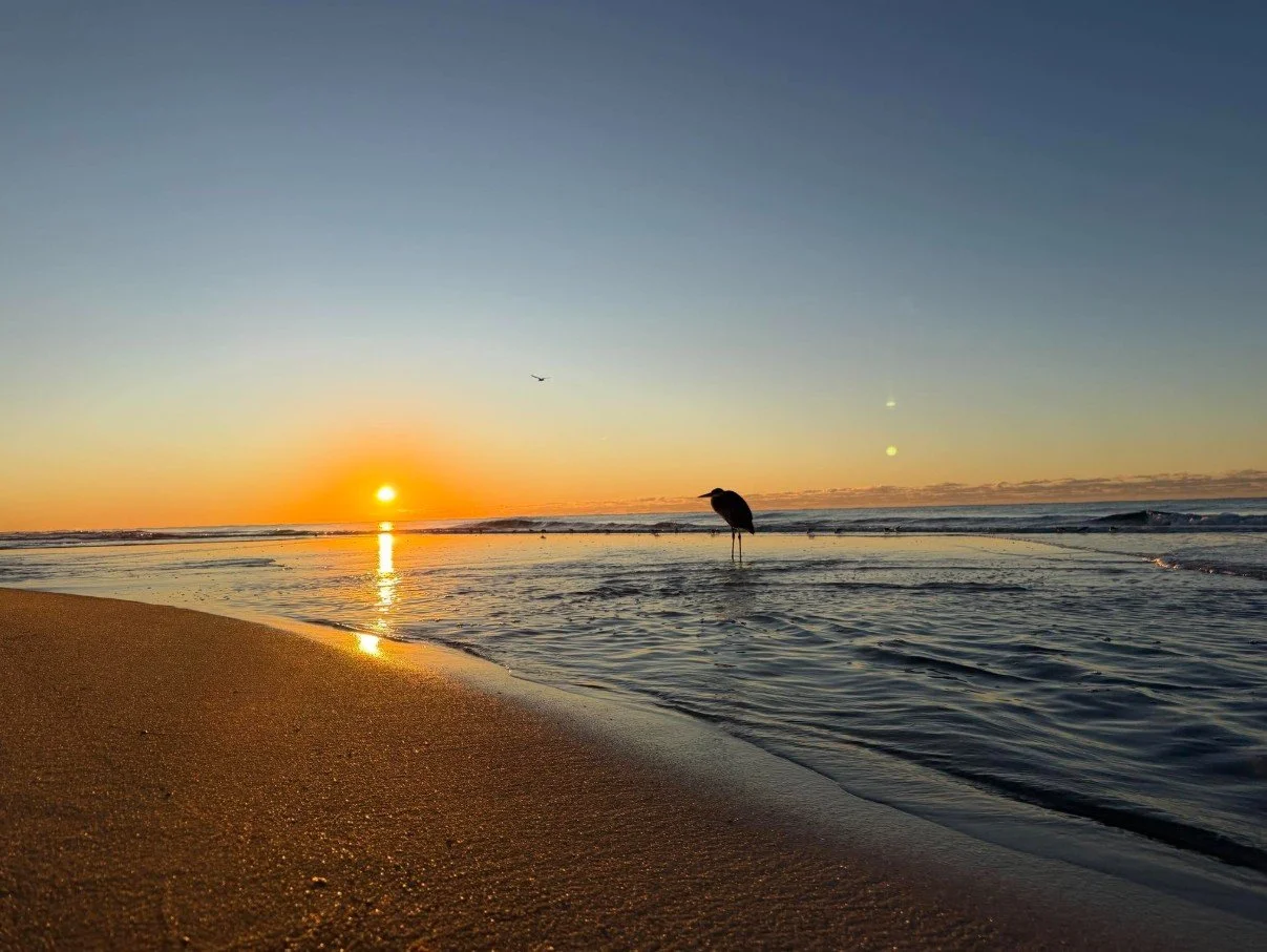 Silhouetted heron standing in shallow ocean water at sunrise, with golden sunlight reflecting across the waves and wet sand.