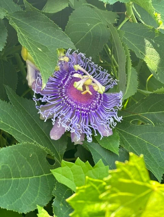 Purple passionflower blooming among dense green leaves, with intricate violet filaments surrounding its central flower.