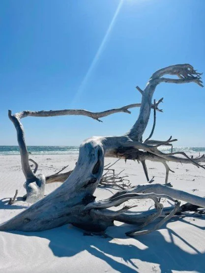 Large, weathered driftwood with twisting branches resting on bright white sand beneath a clear blue sky, with the ocean in the distance.