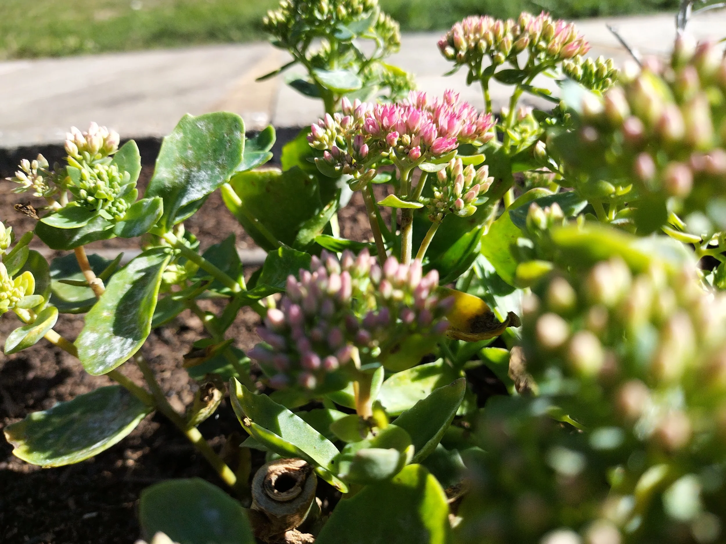 From Overgrown to Outstanding:Transforming a Garden into a VibrantOutdoor Oasis