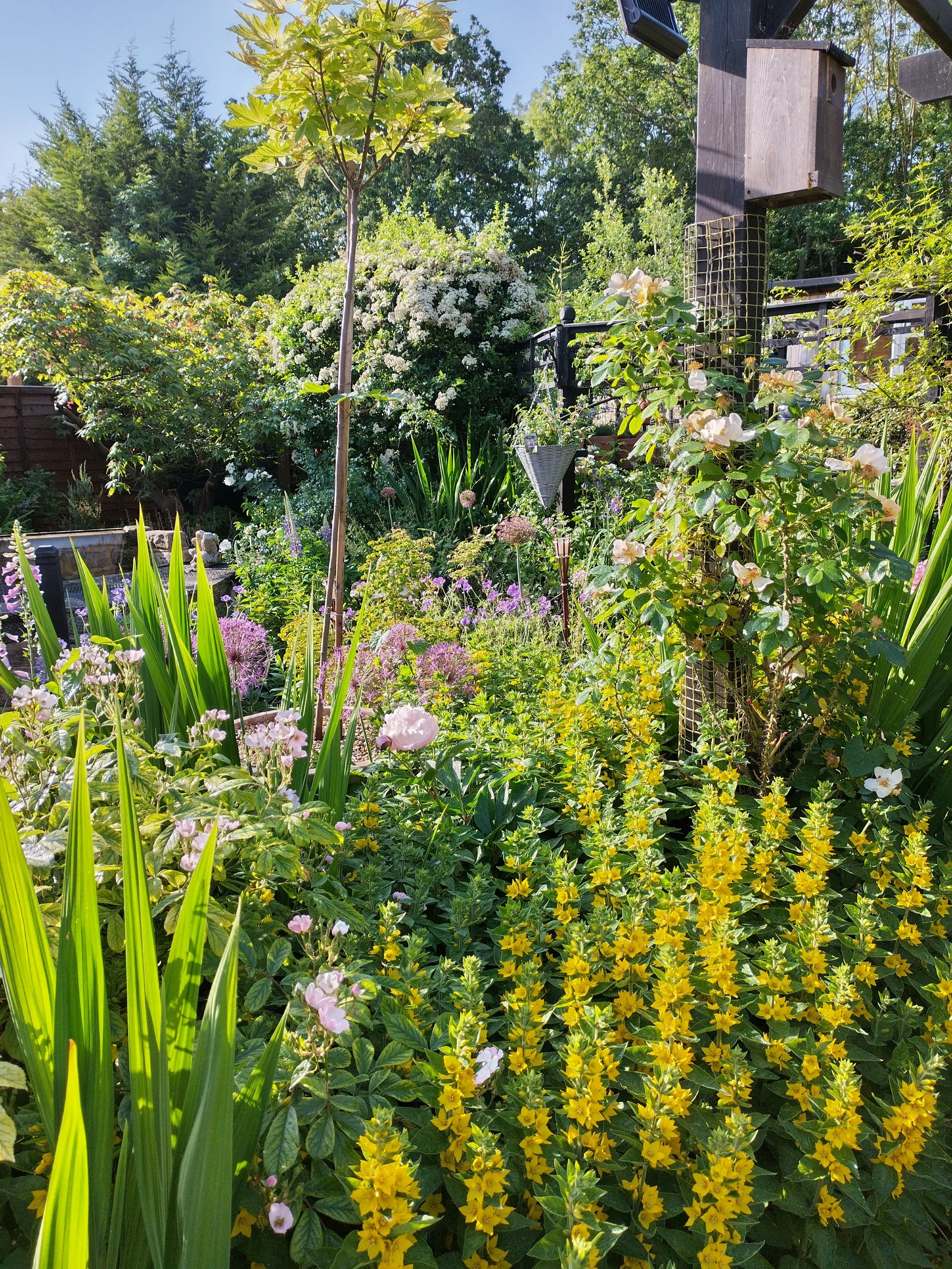 A lush garden filled with various flowering plants and greenery, including tall grass, white, pink, and purple flowers, and a small tree in the center. A wooden fence and a black fence with a raised platform are visible in the background. The garden 