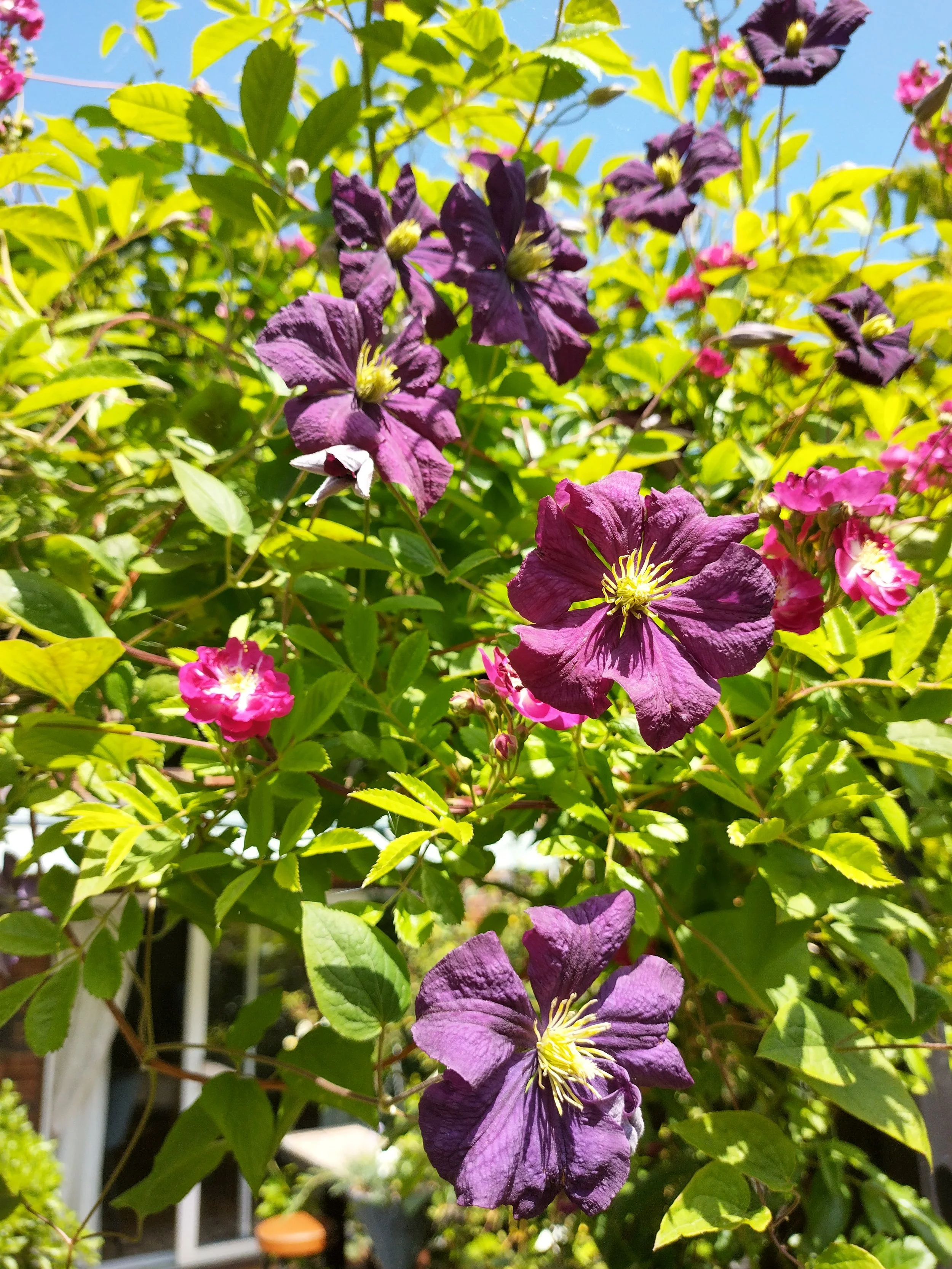 Purple clematis flowers blooming among green leaves on a garden vine against a sunny sky.