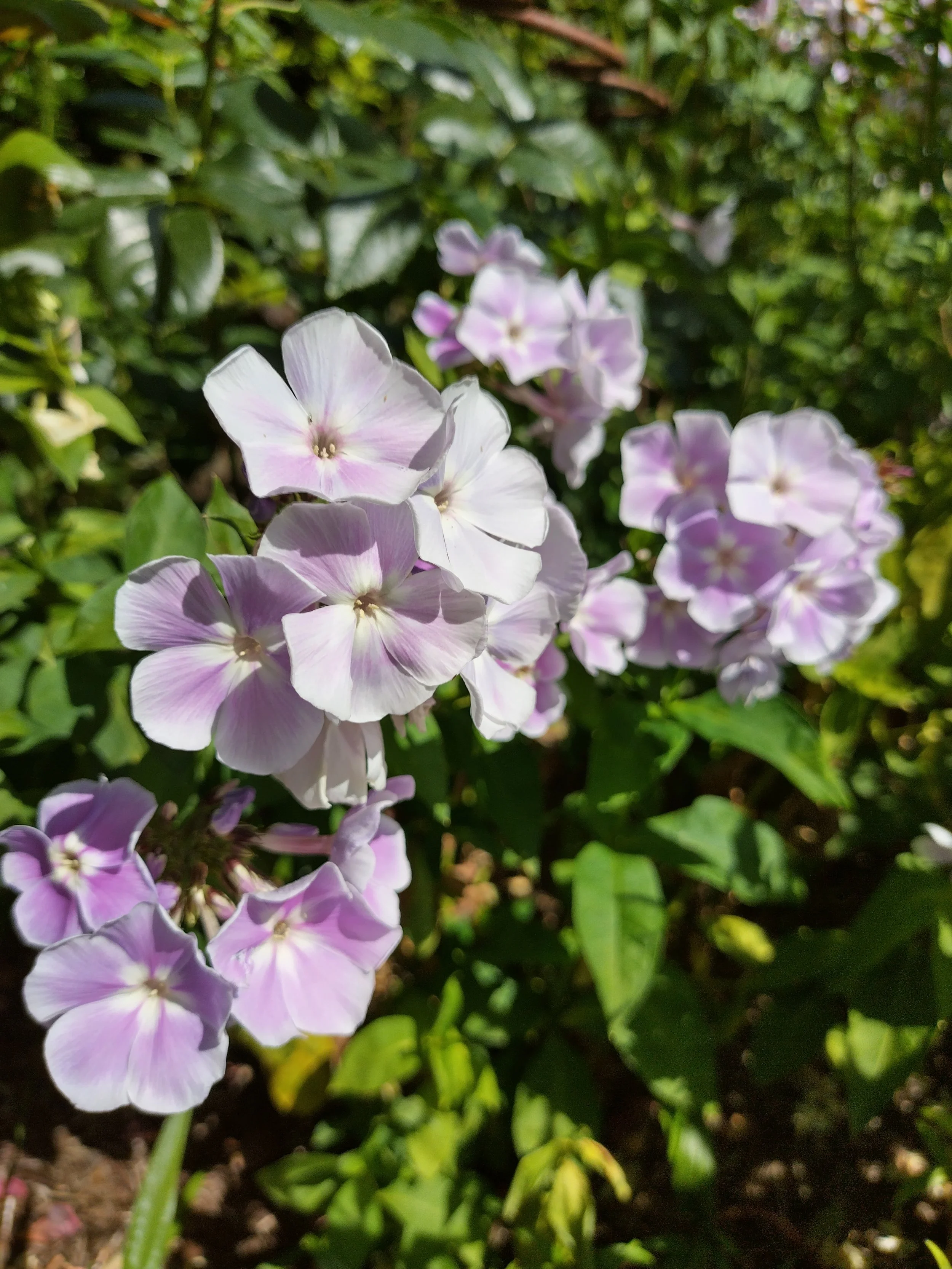 IMG_20260707_105914_HDR.jpg