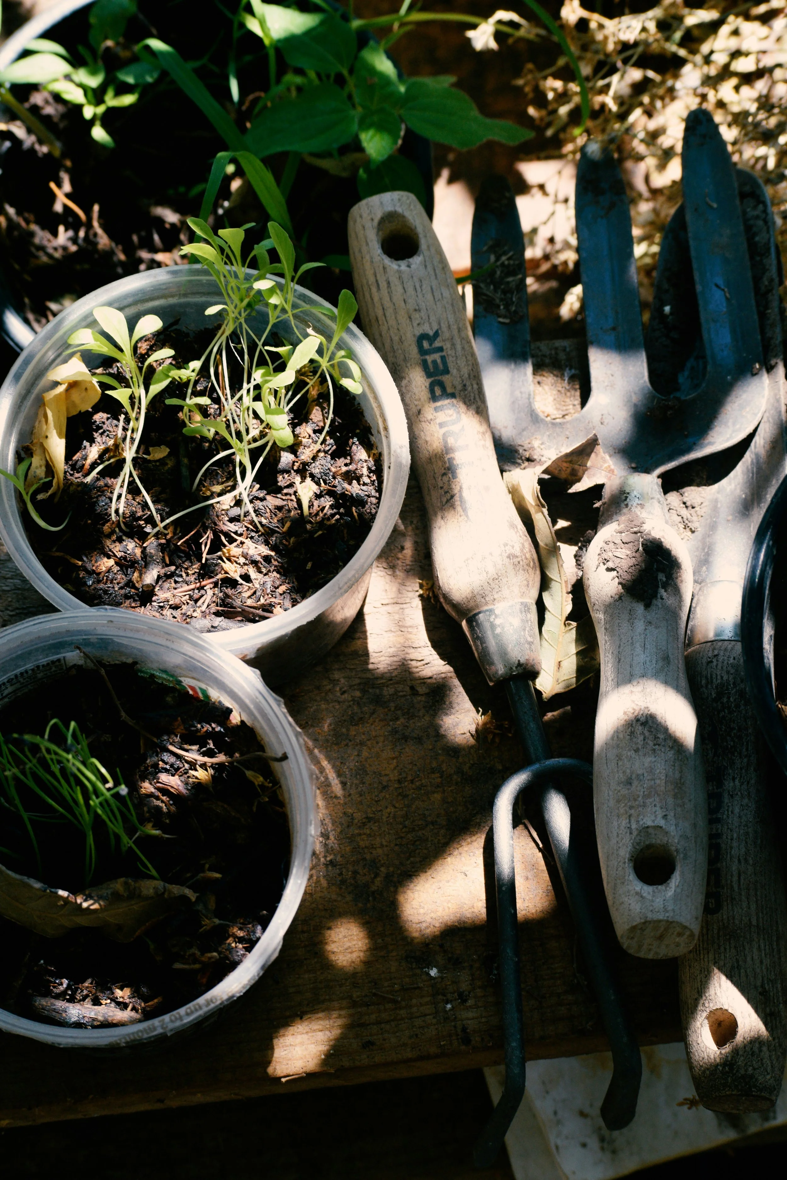 Small plant seedlings in transparent plastic containers with dark soil, gardening tools including a trowel and six-prong cultivator placed on a wooden surface, with shaded sunlight.