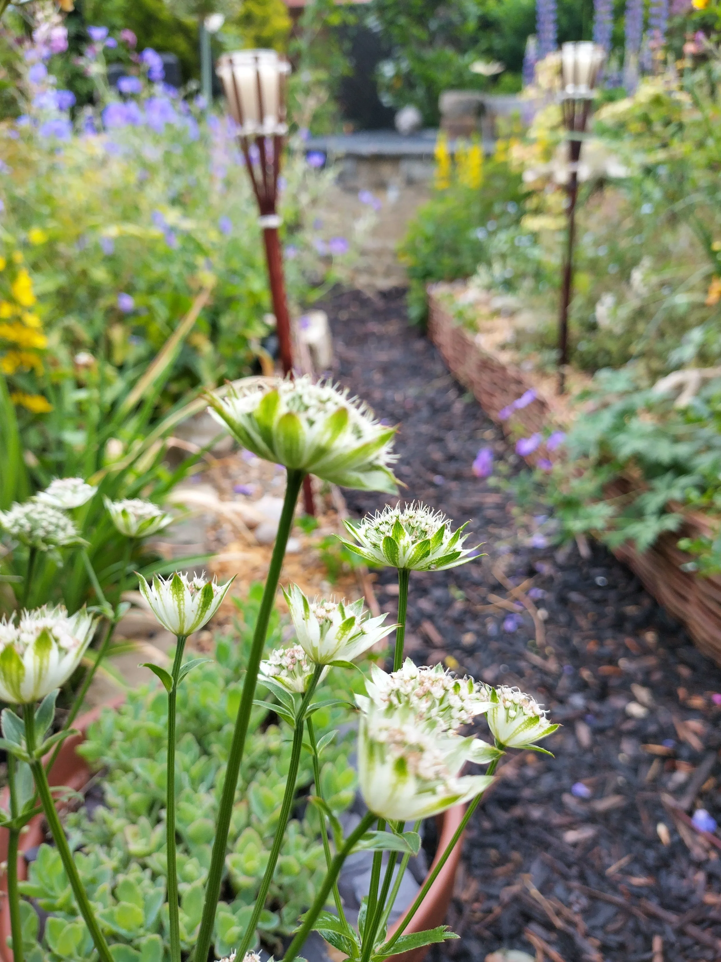 Close-up of white and green flowering plants in a garden, with a gravel pathway and garden decorations in the background.
