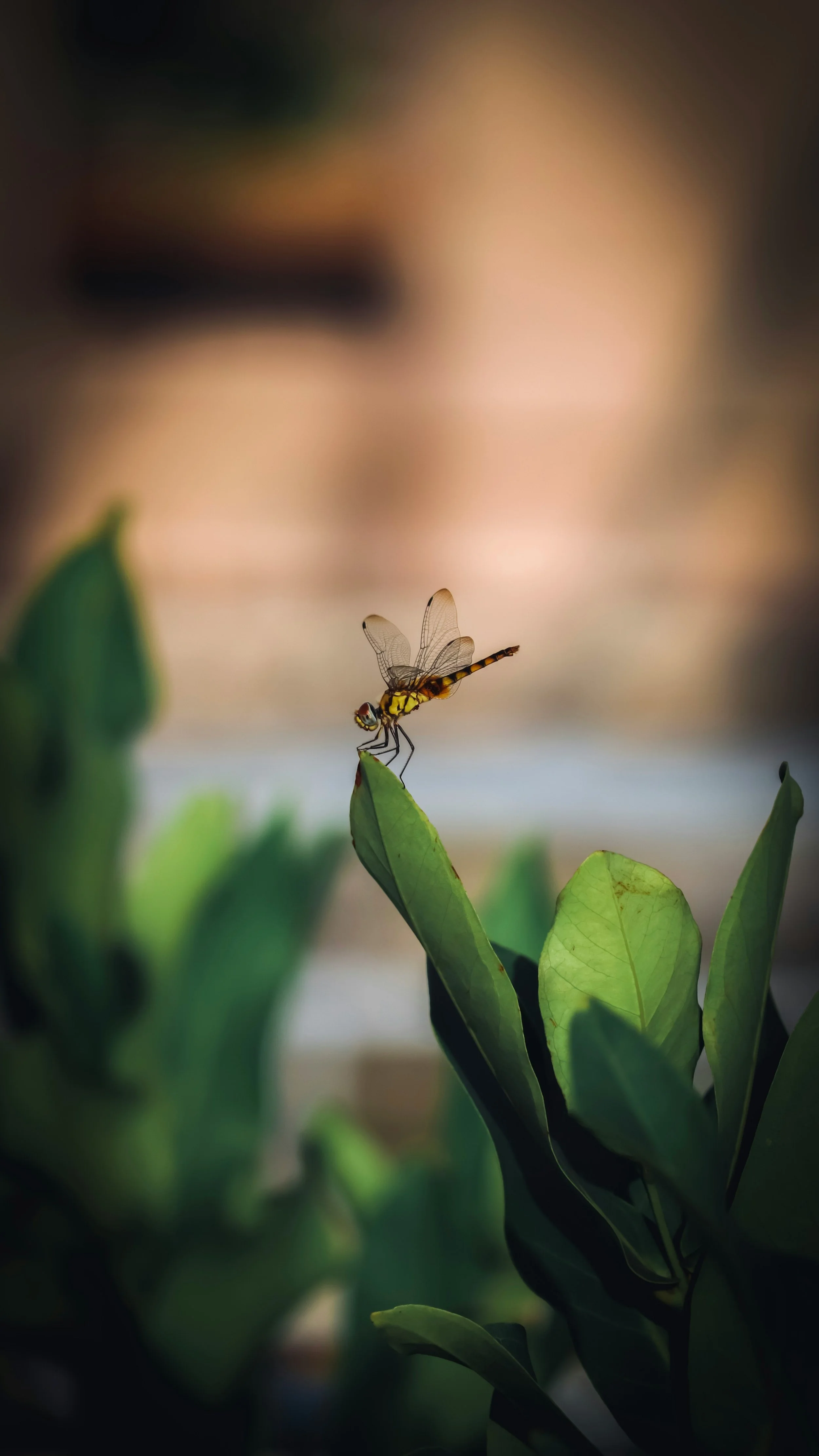 Close-up of a dragonfly perched on a green leaf plant with blurred background.