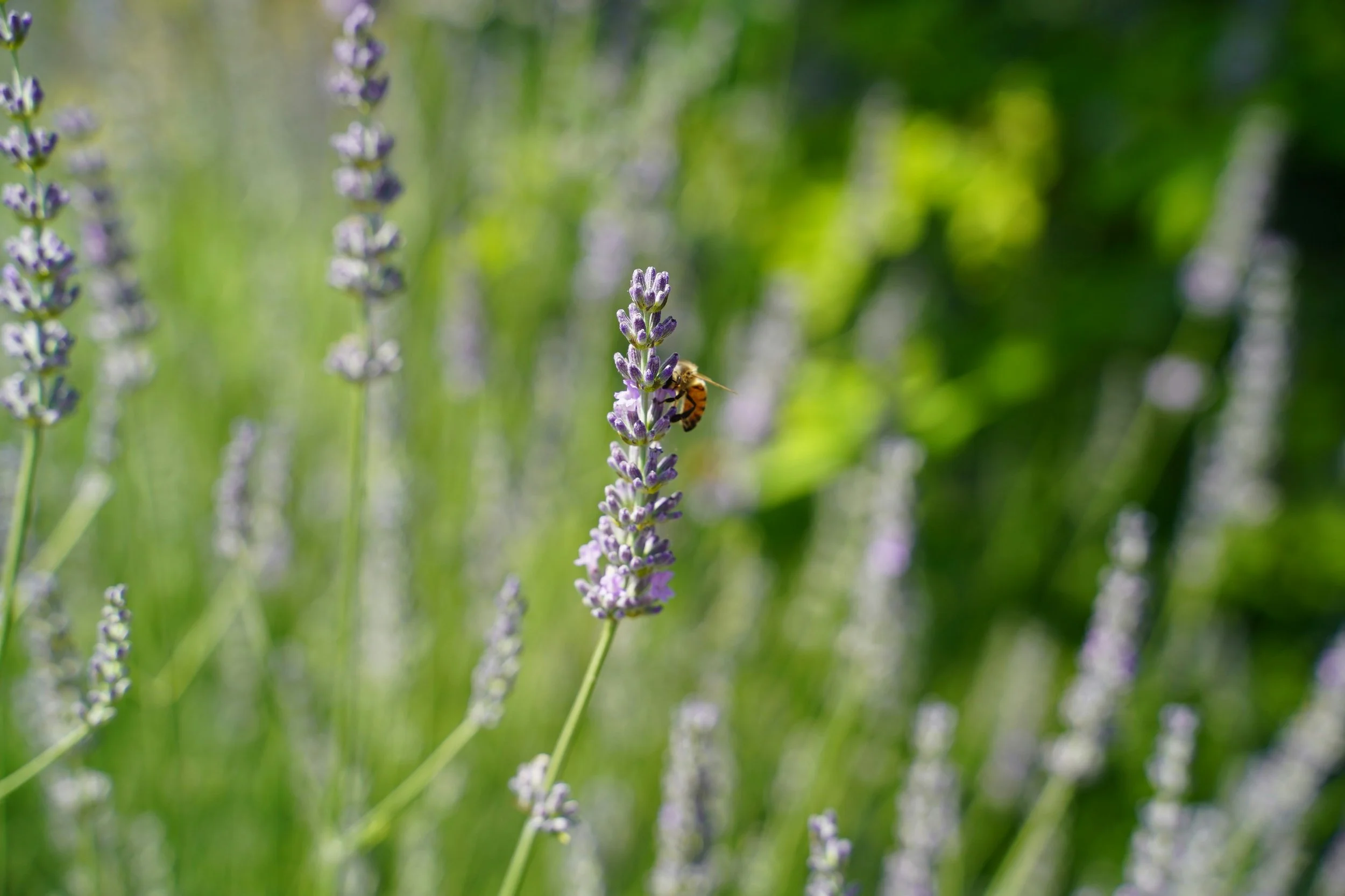 Close-up of purple lavender flowers with a honeybee collecting nectar, set against a blurred green background.
