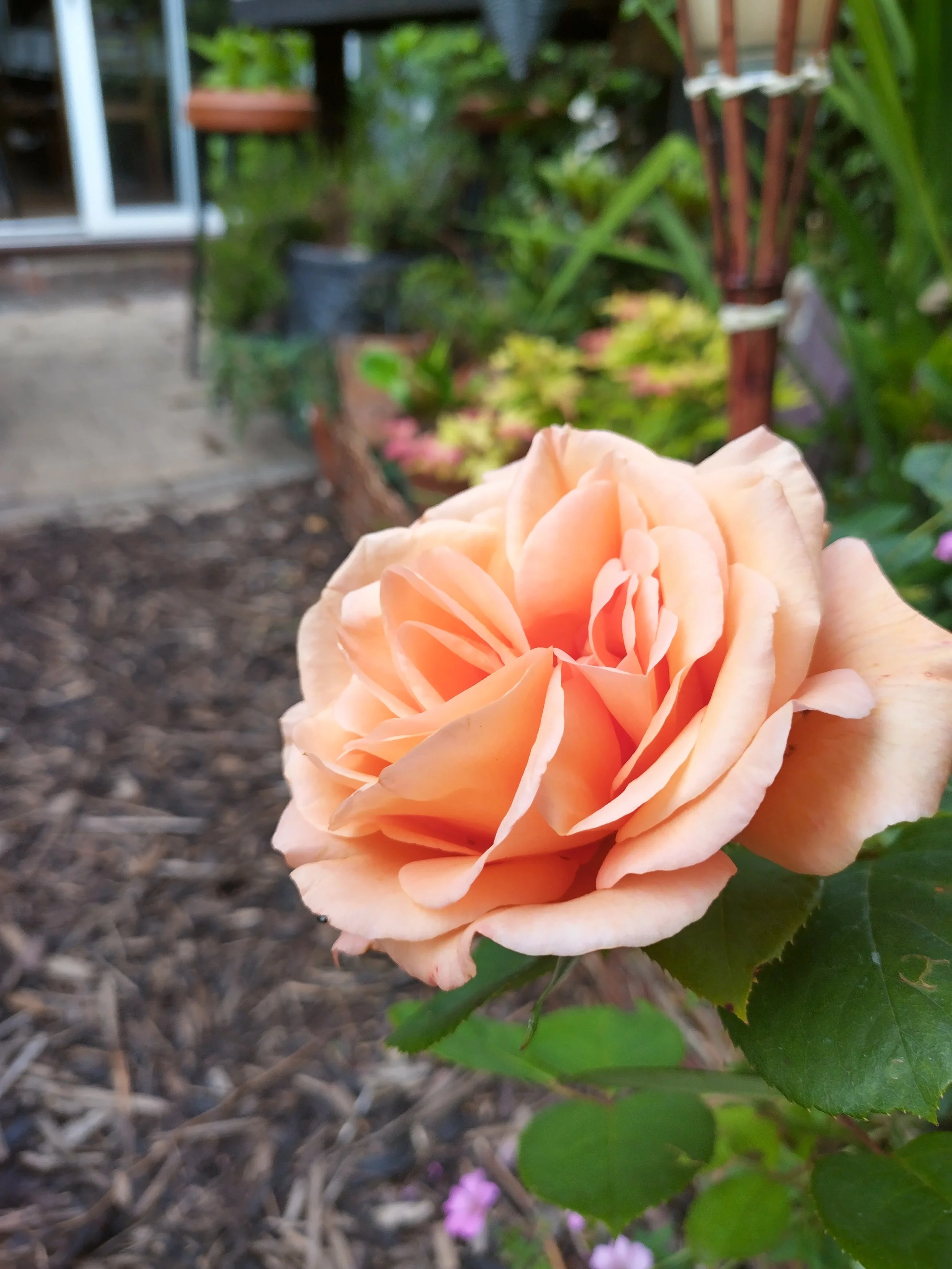 A peach-colored rose in bloom with lush green leaves, set in a garden with other plants and a blurred background.