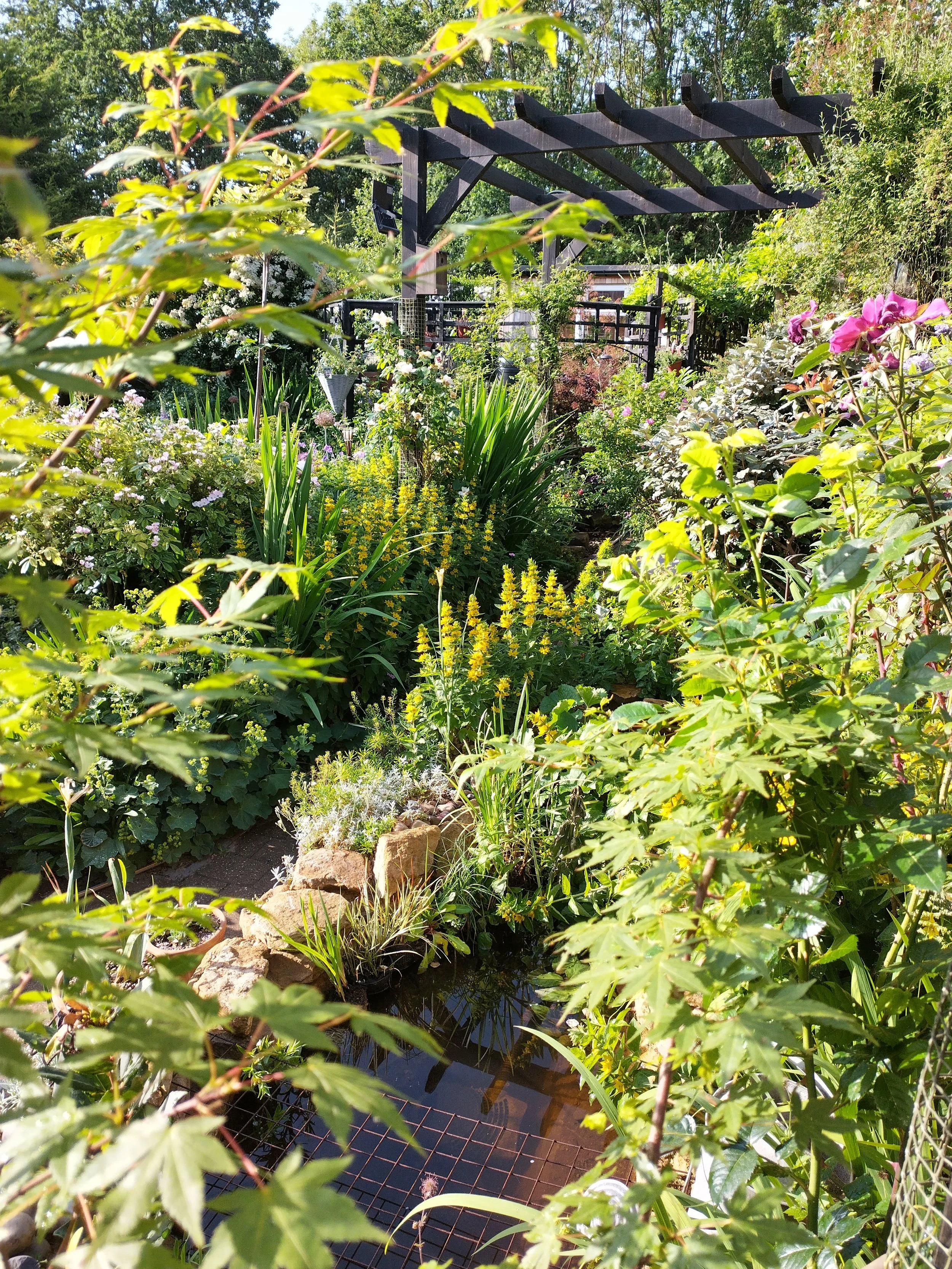 A lush garden with a wooden trellis, various flowering plants, shrubs, and a small pond with rocks and aquatic plants, surrounded by greenery and bright sunlight.