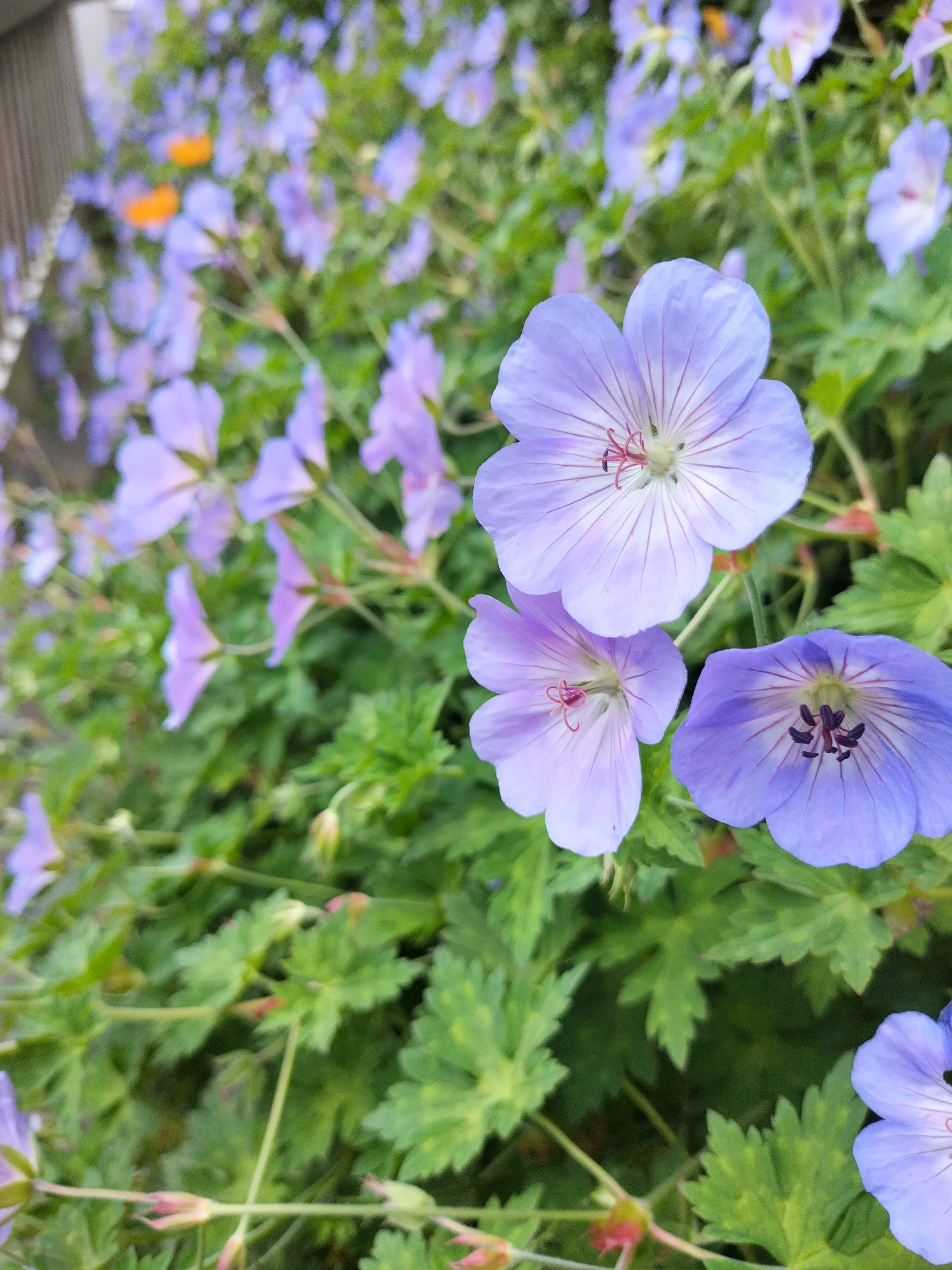 Close-up of purple flowers with green leaves surrounding them.