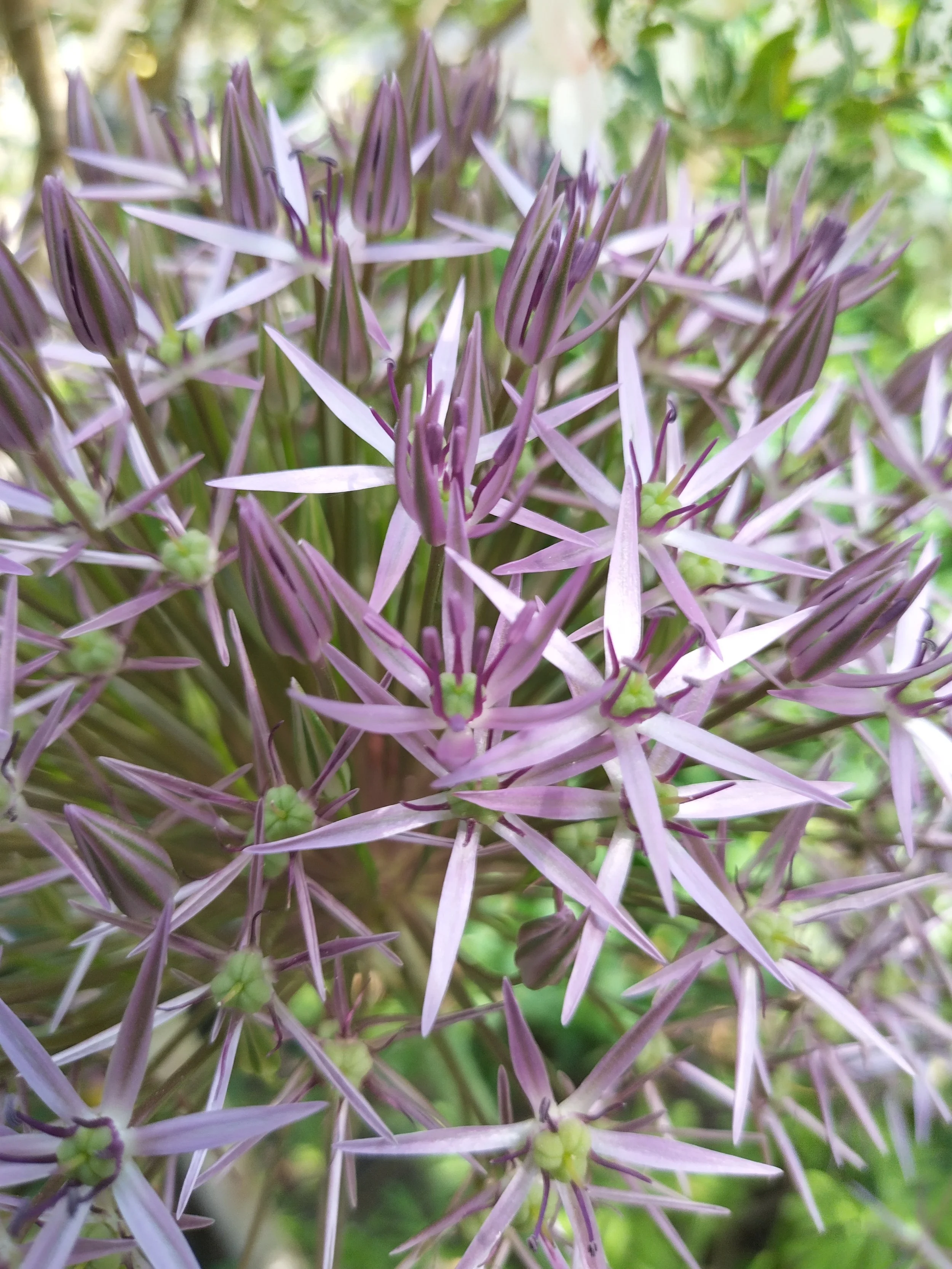 Close-up of a cluster of flowering plant with star-shaped purple and white flowers and green buds in the background.