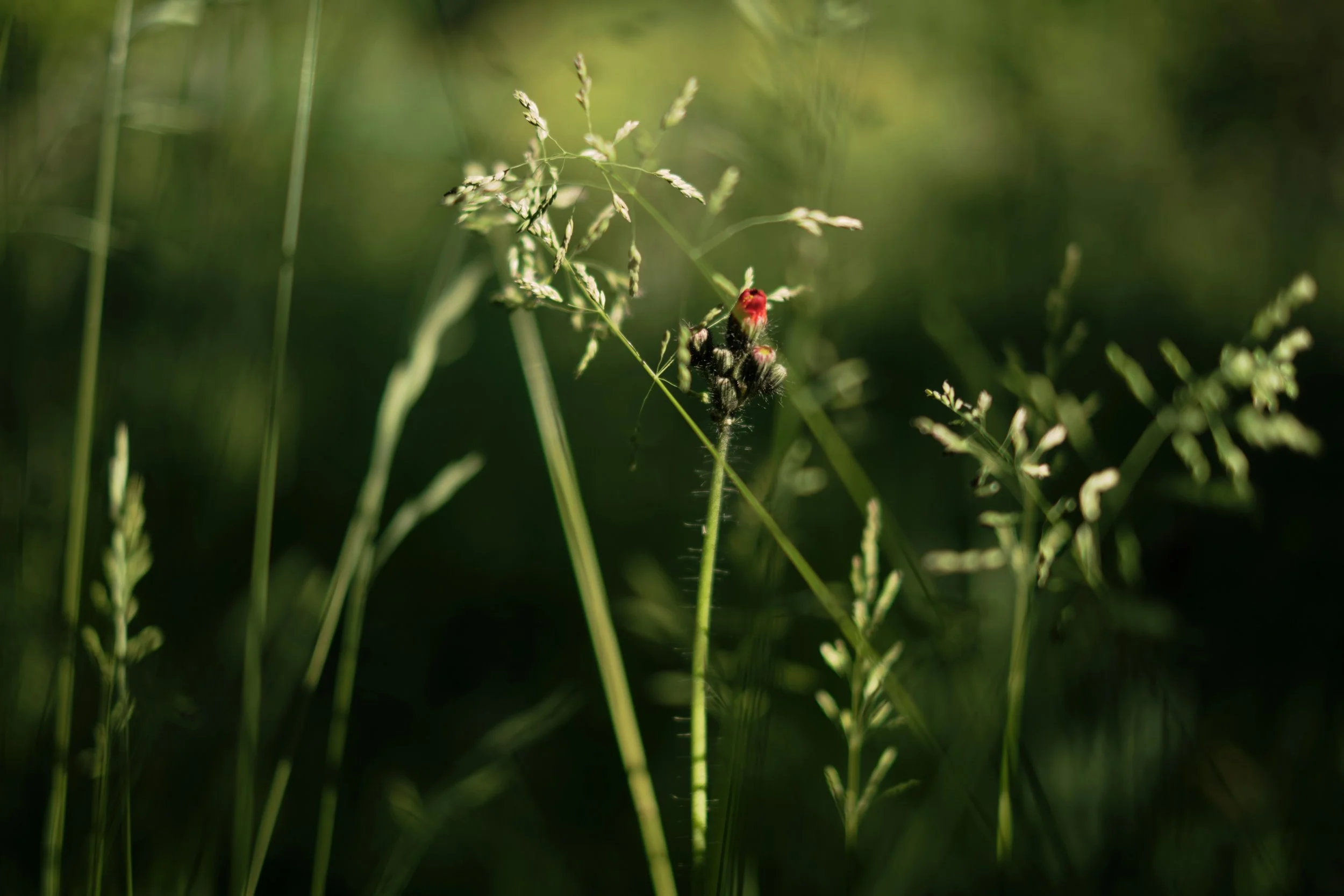 Close-up of grass and small plants with a ladybug on one of the plants in a natural outdoor setting.