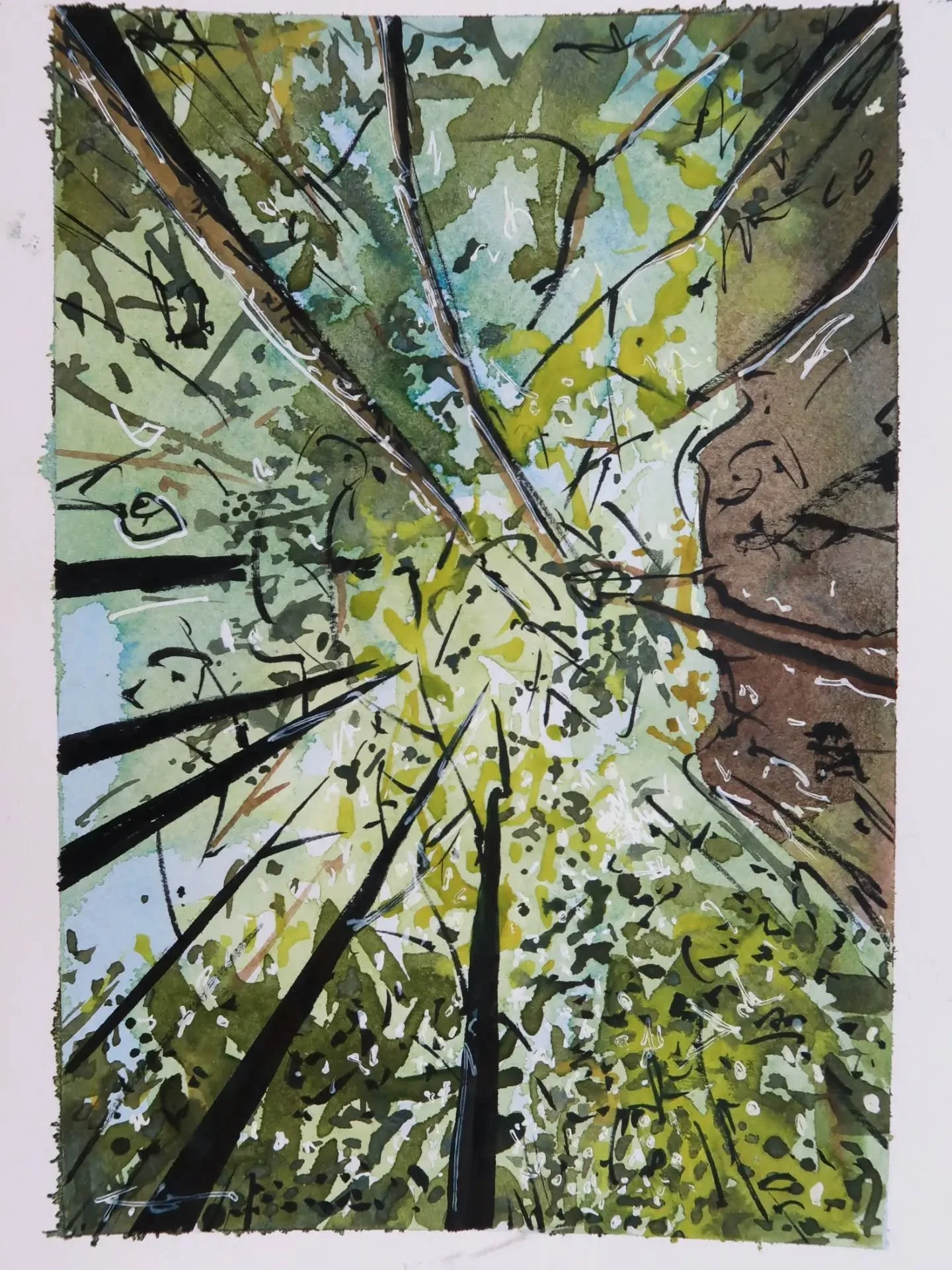 'Ogawayama Canopy' - Ogawayama, Japan 

15x20 

Watercolour on paper