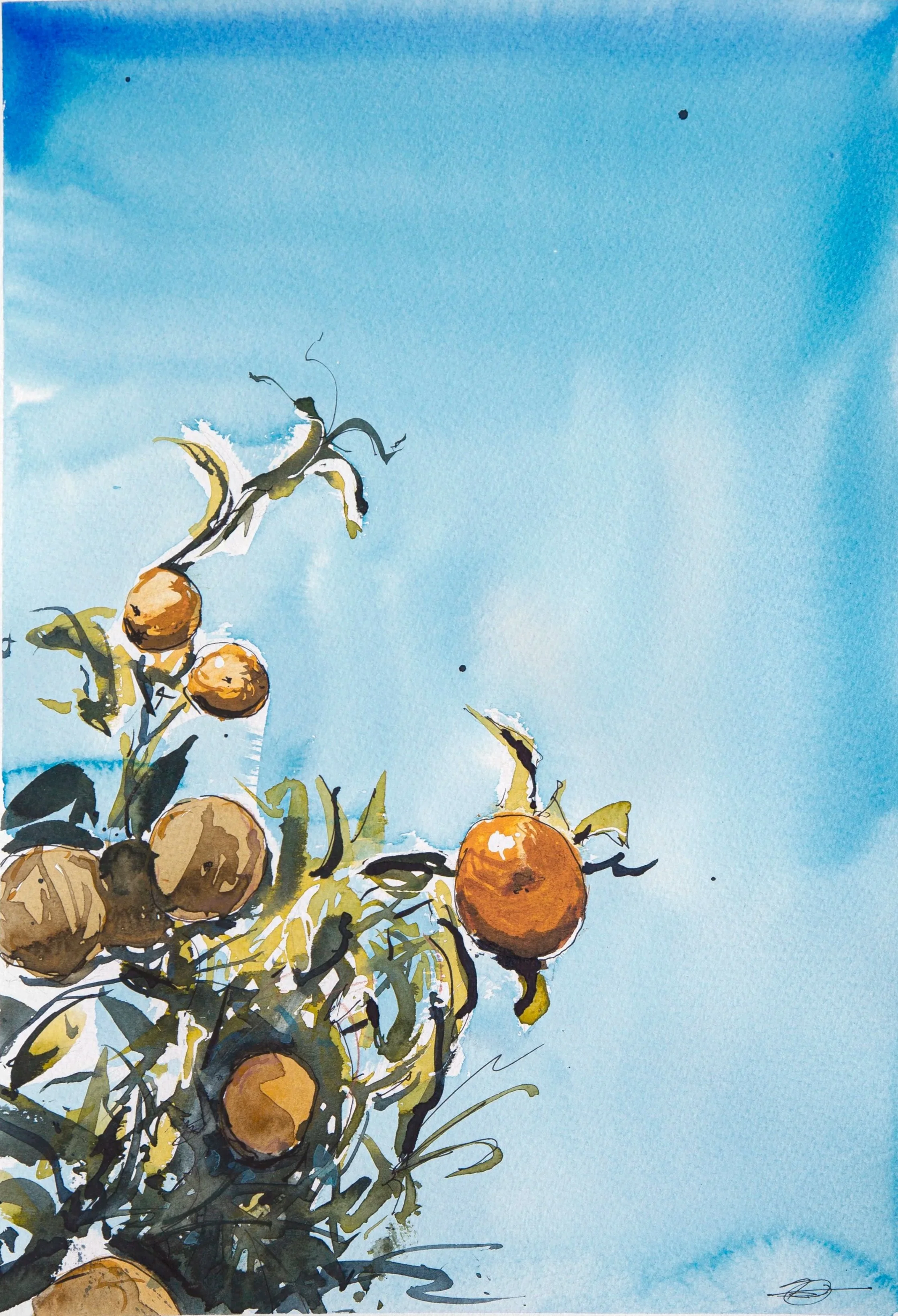 NZ Winter Oranges 1