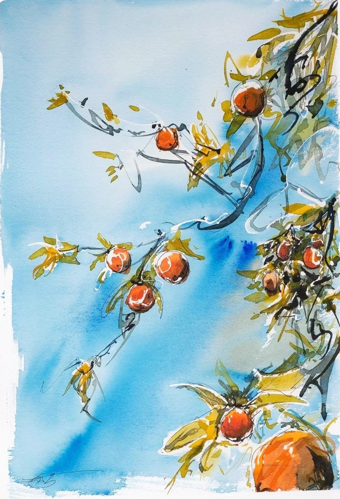 NZ winter oranges 2