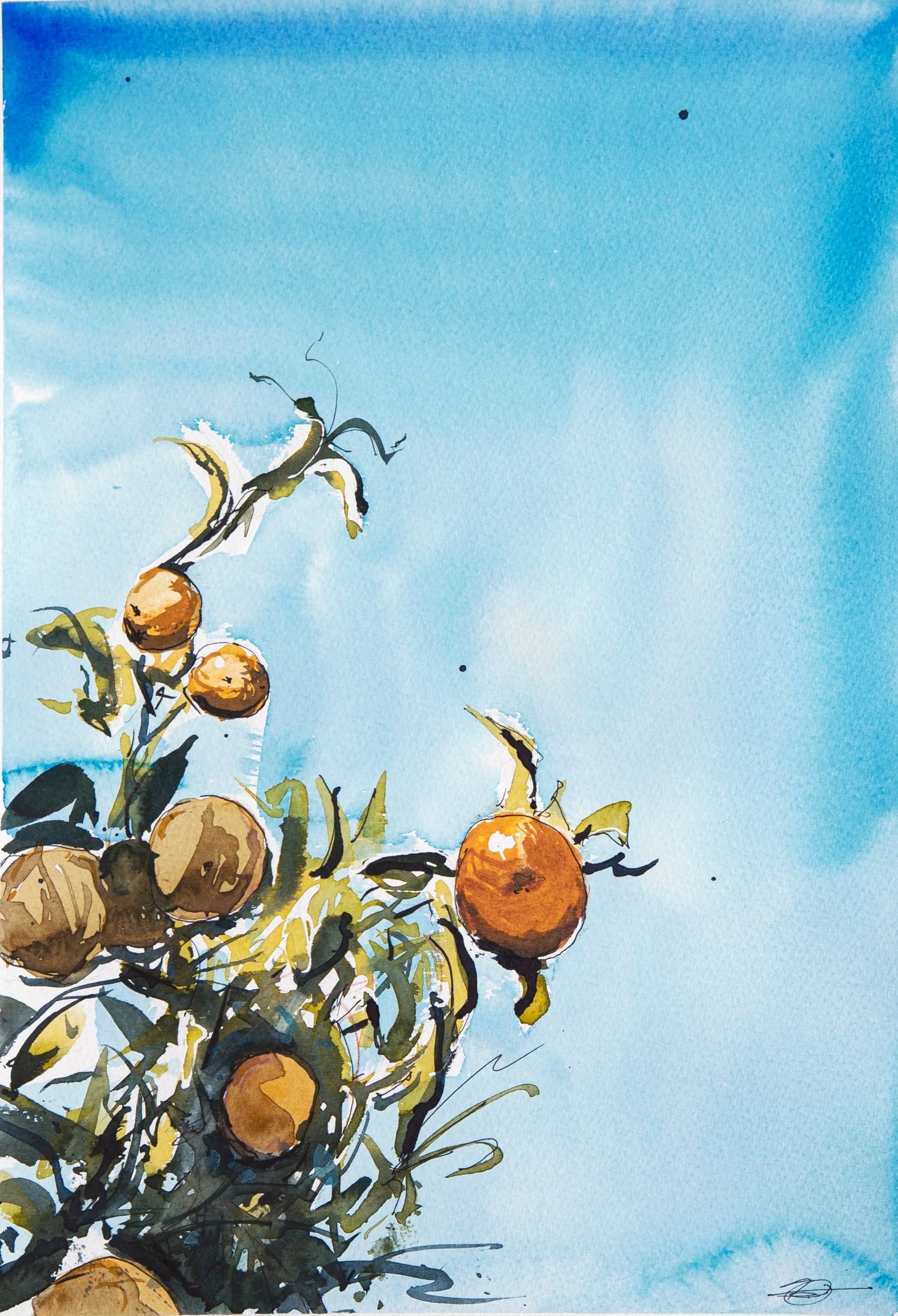 'NZ winter oranges 1'