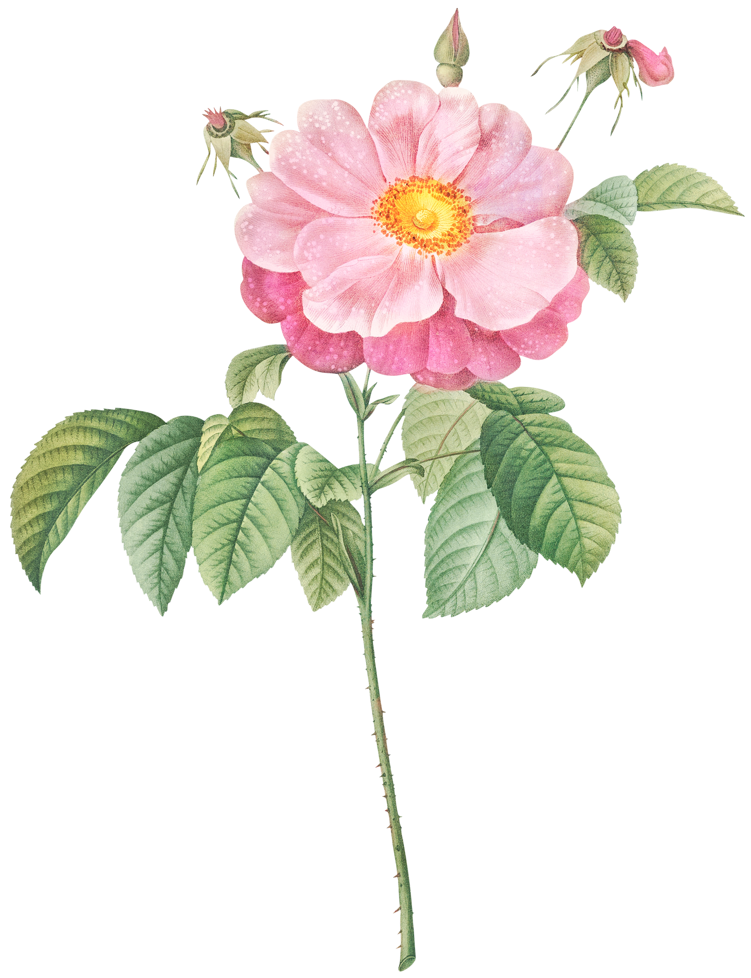 A pink wild rose flower with water droplets, green leaves, and unopened buds.