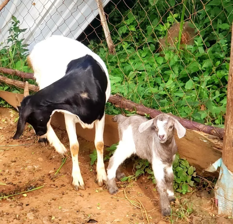 NUWOCSI Dairy Goats