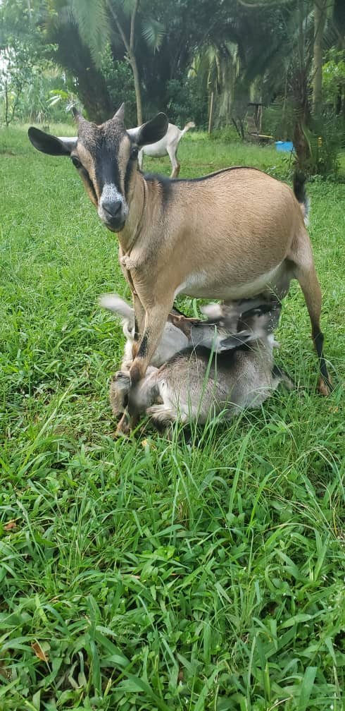 NUWOCSI Dairy Goats