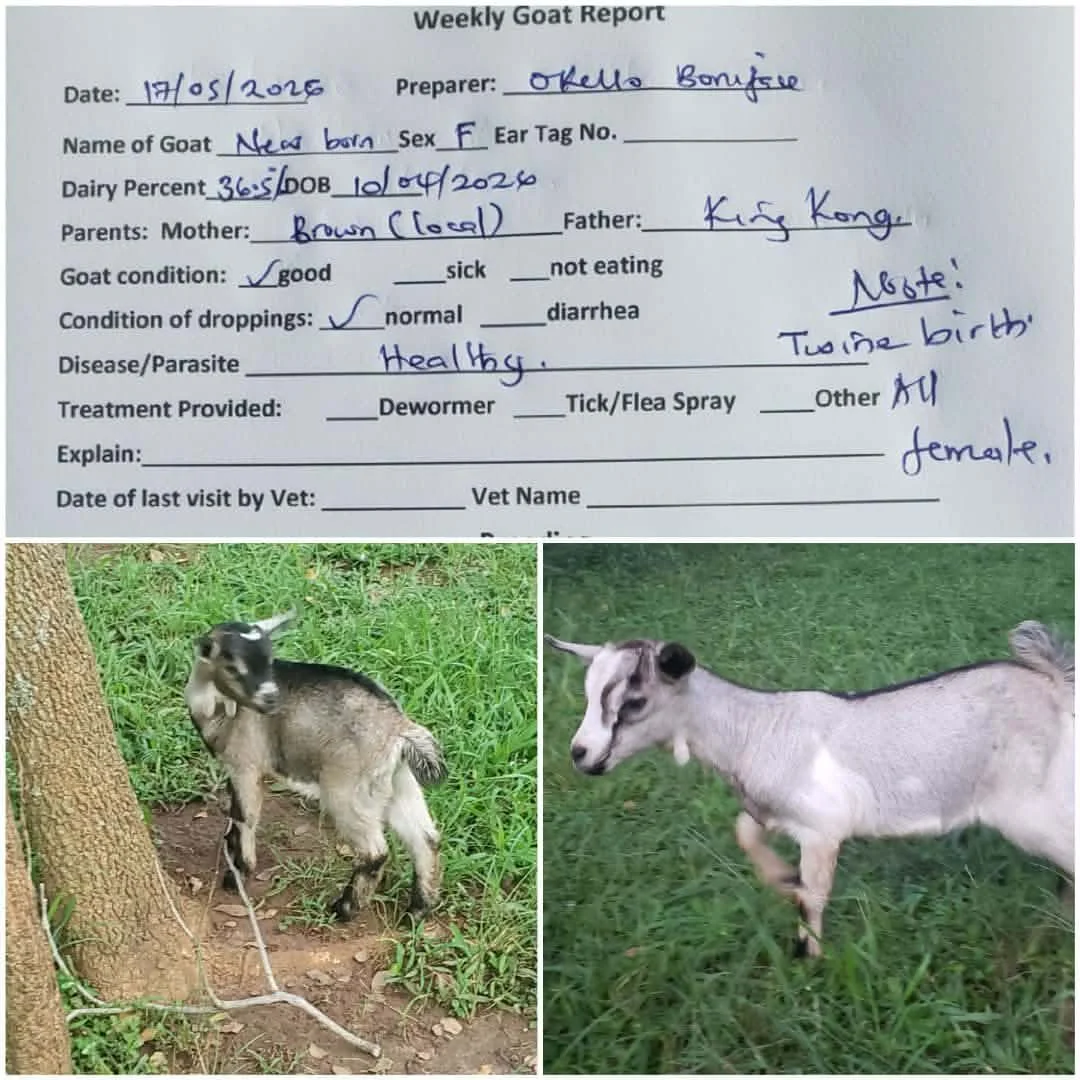 NUWOCSI Dairy Goats