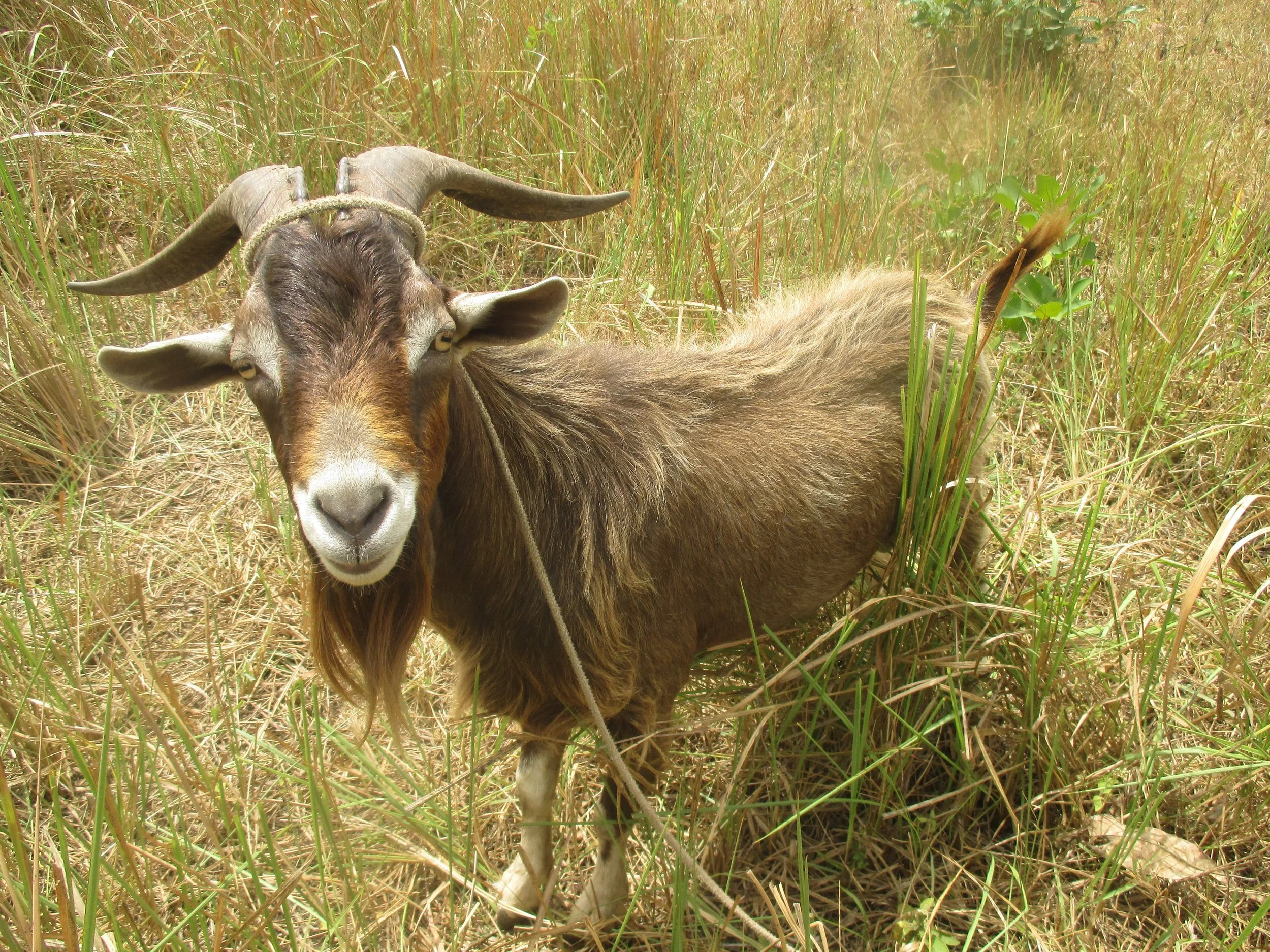 .NUWOCSI Dairy Goats