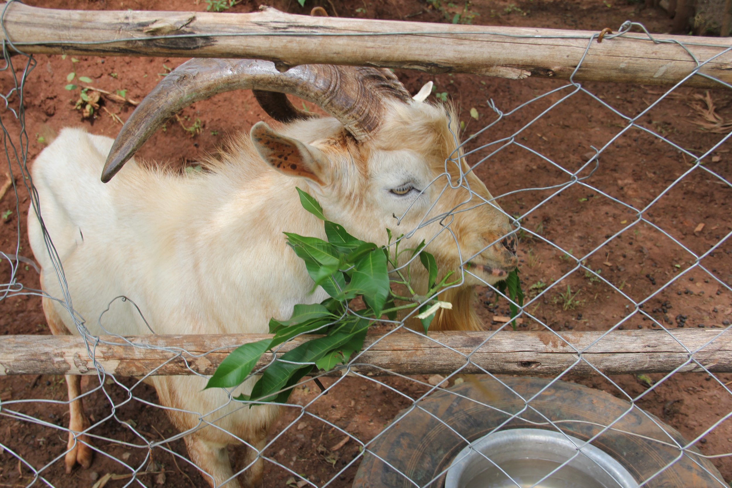 NUWOCSI Dairy Goats