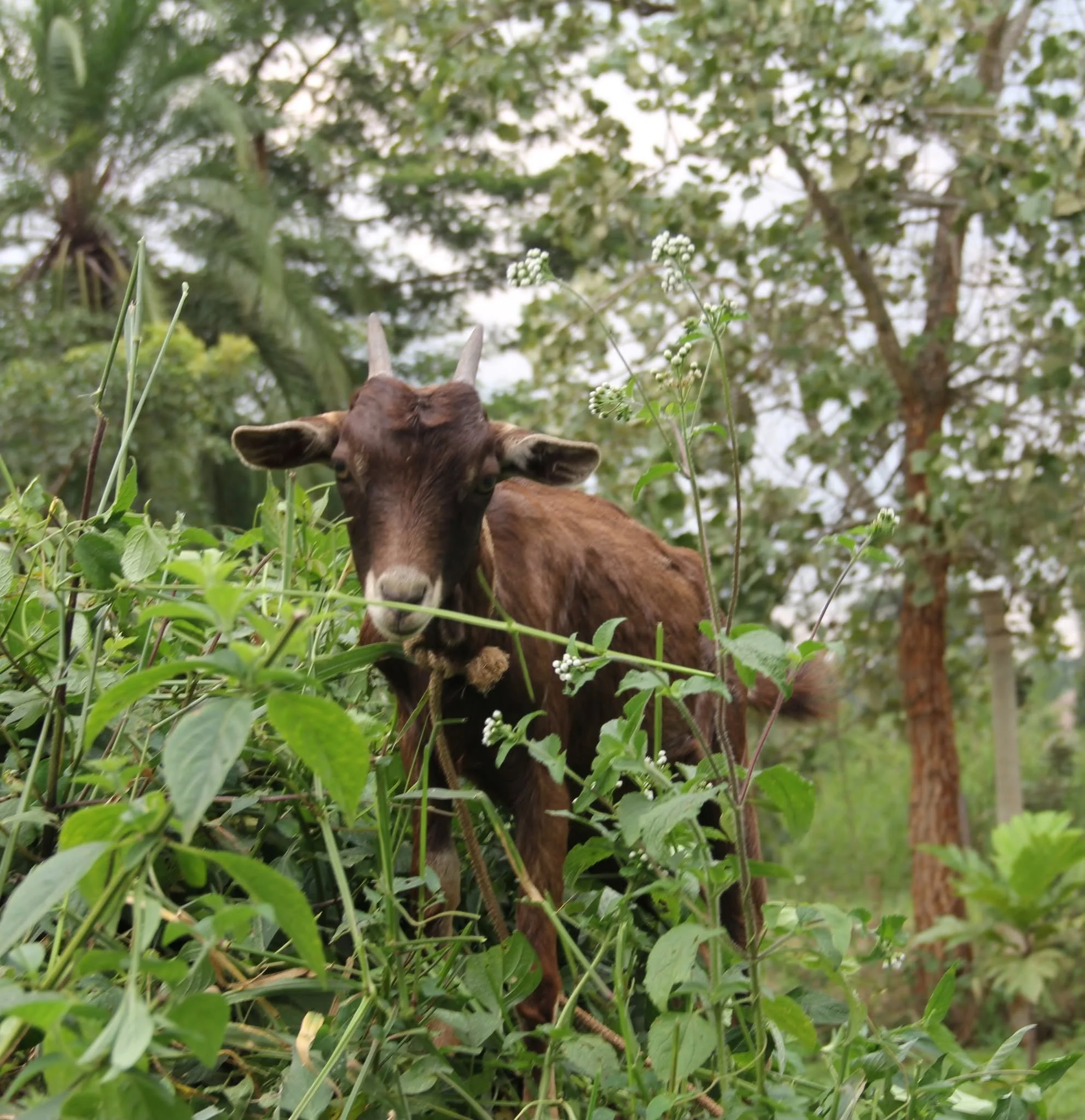 NUWOCSI Dairy Goats