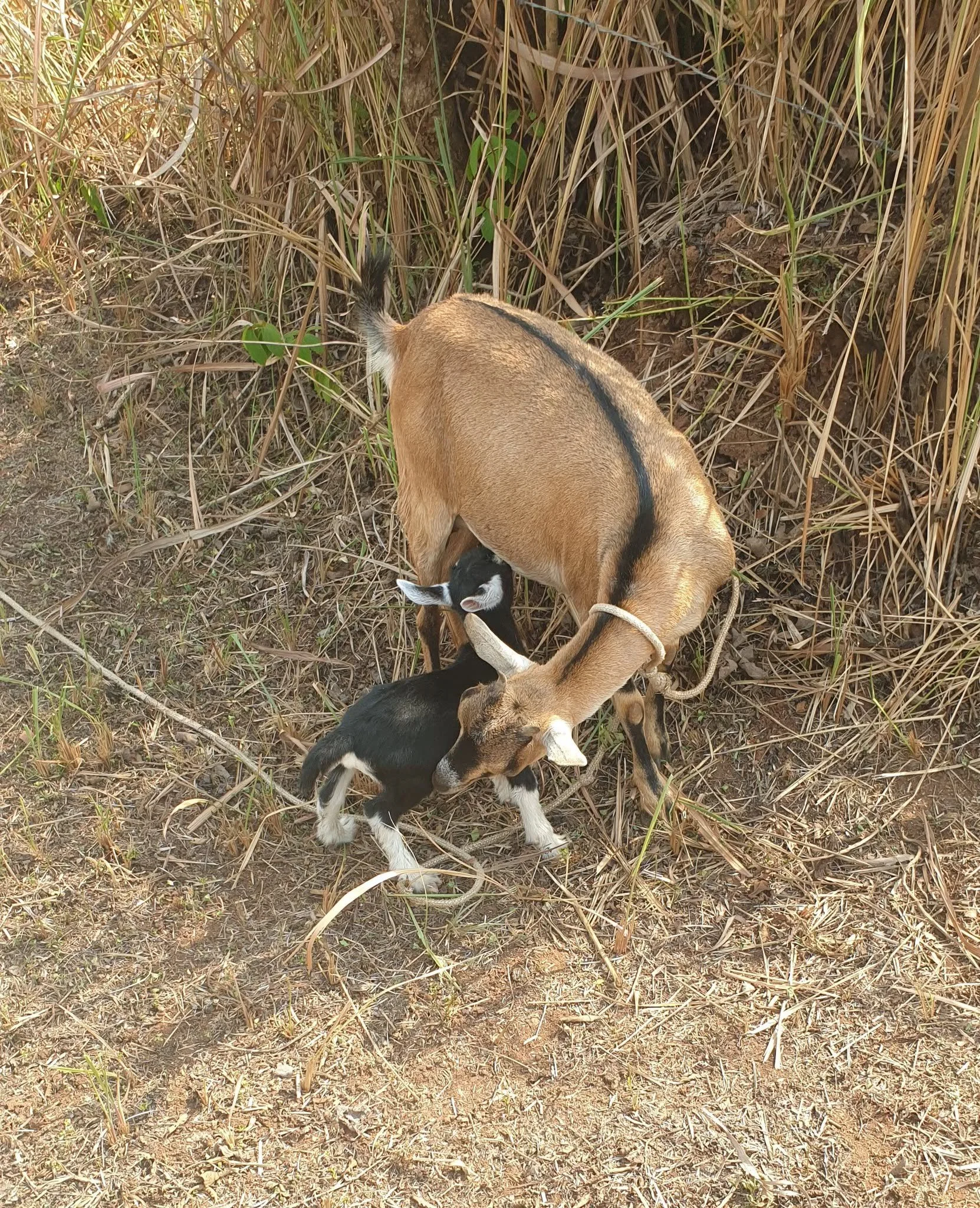 NUWOCSI Dairy Goats